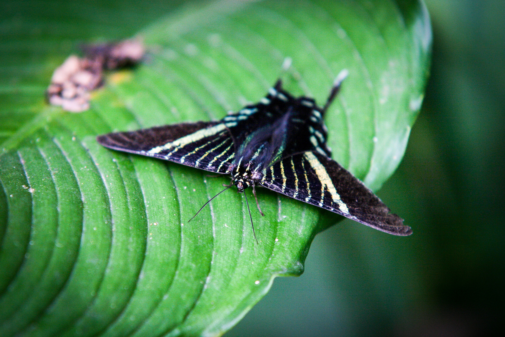 Sigma 70-200mm F2.8 EX DG OS HSM sample photo. X photography