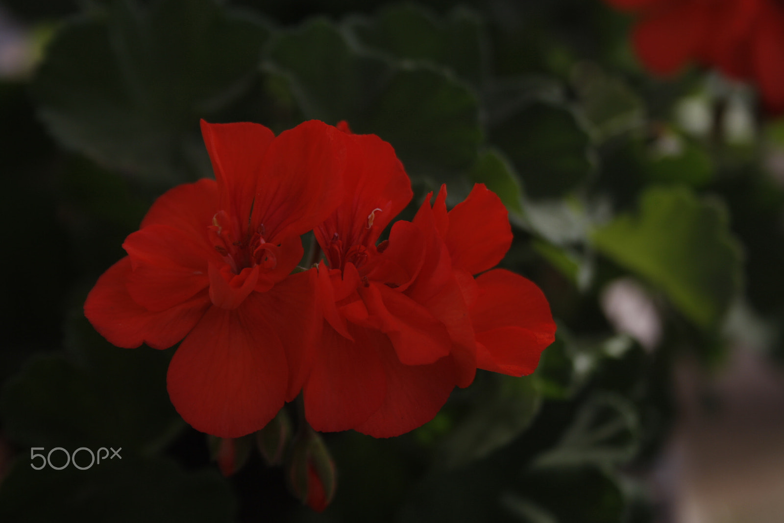 Canon EF-S 18-55mm F3.5-5.6 sample photo. Geranios photography