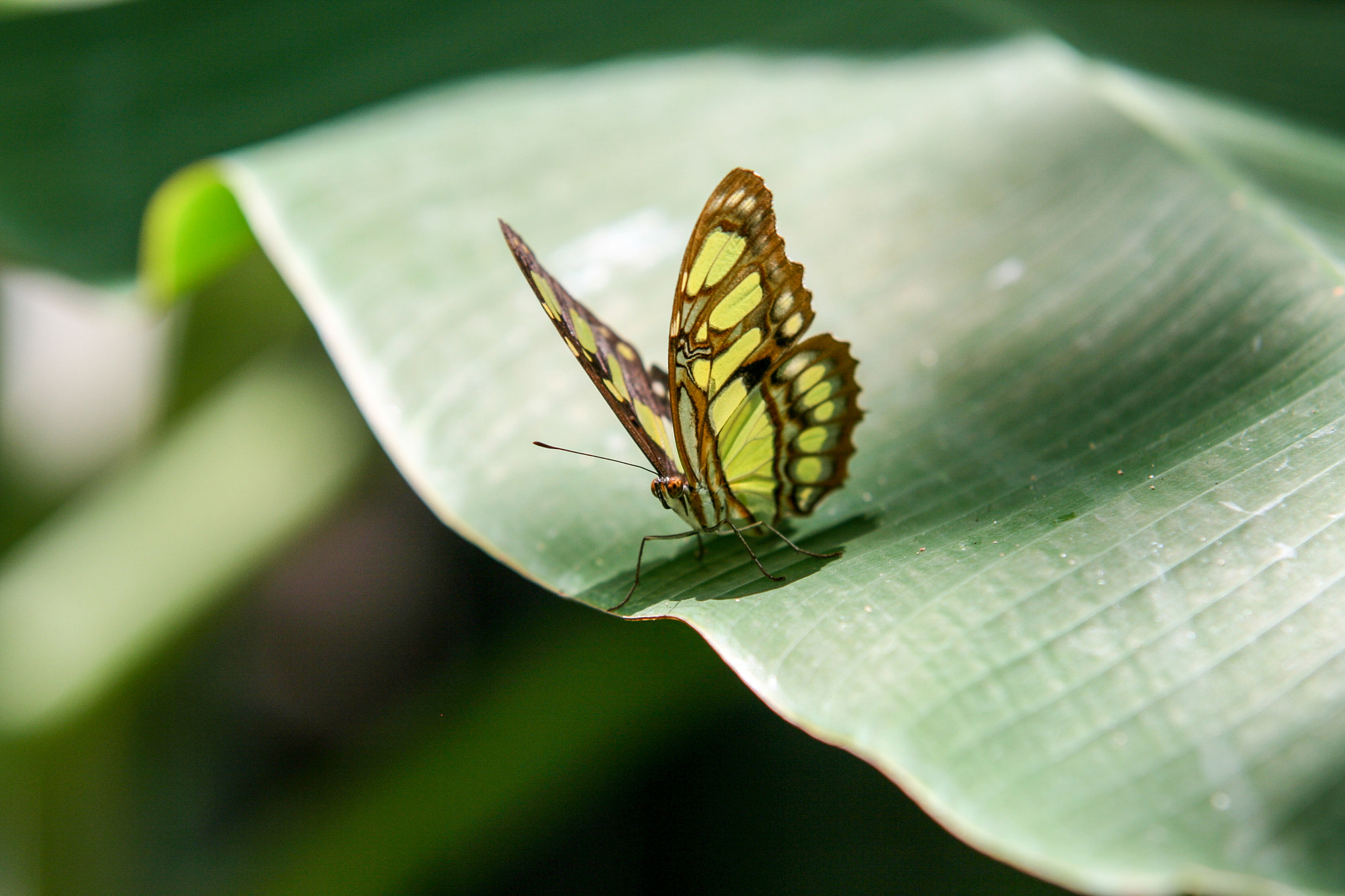 Sigma 70-200mm F2.8 EX DG OS HSM sample photo. X photography