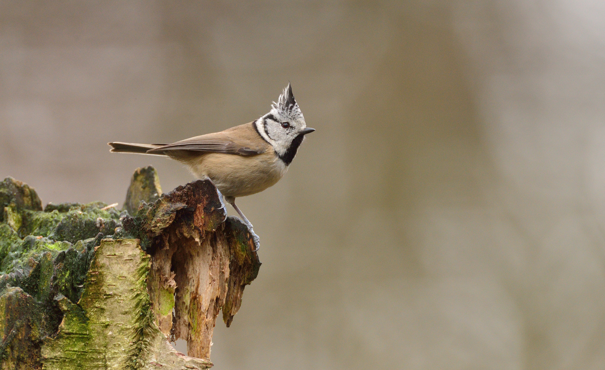 Nikon D600 + AF-S Nikkor 600mm f/4D IF-ED sample photo. Kuifmees photography