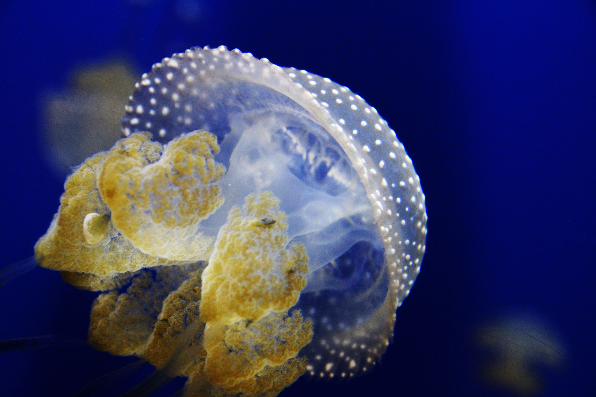 Sigma 18-250mm F3.5-6.3 DC OS HSM sample photo. Jellyfish photography