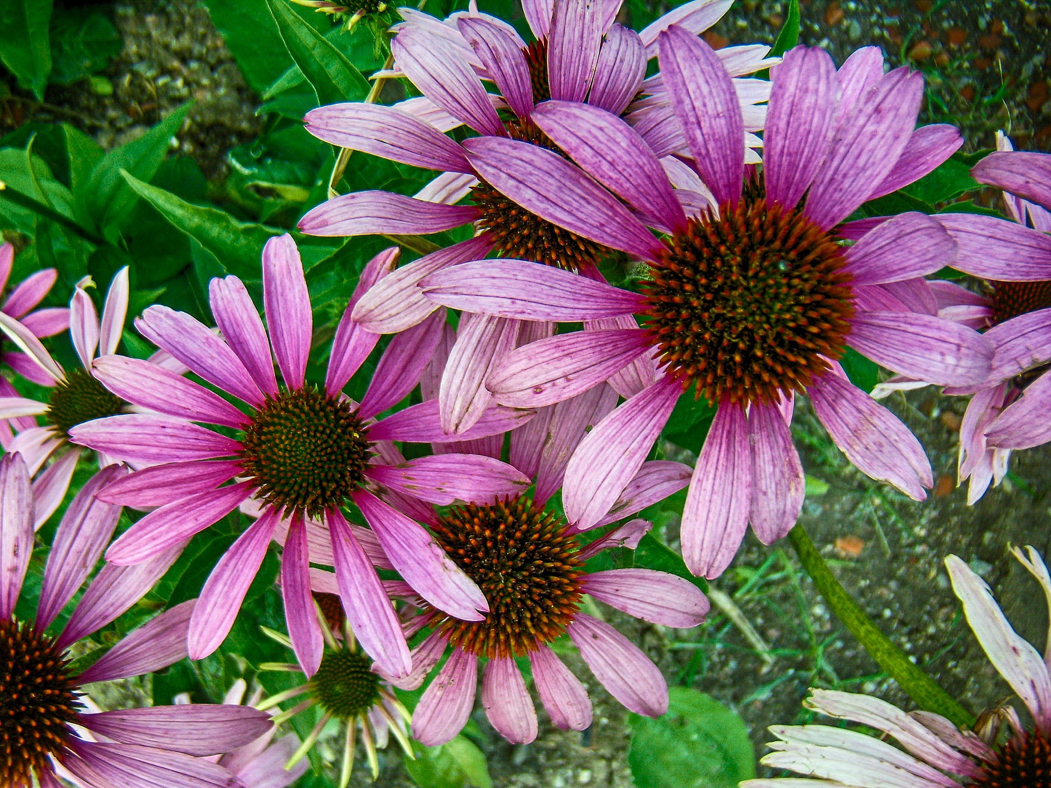 Olympus FE200 sample photo. Mariefred: flowers at gripsholm castle photography