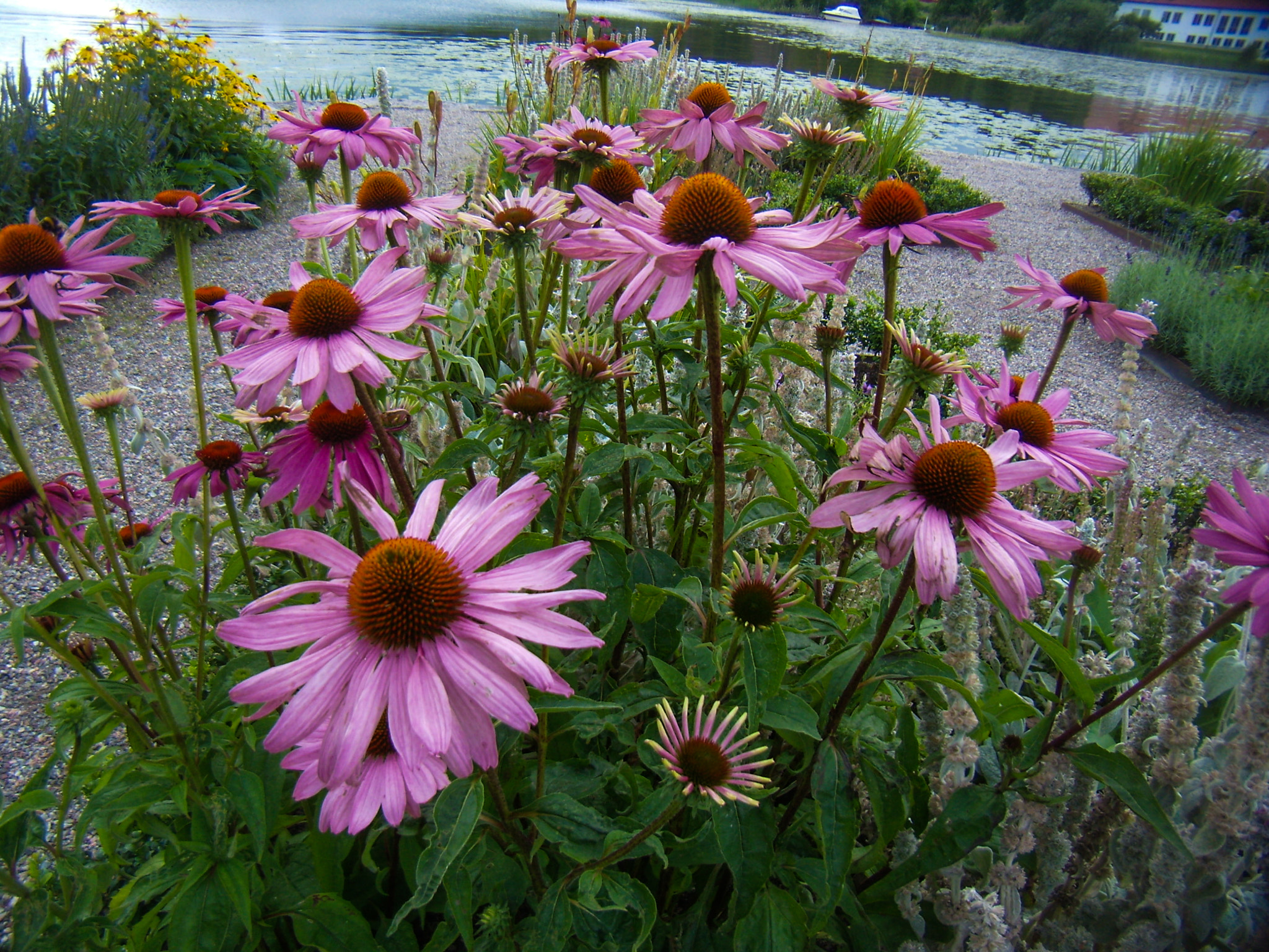 Olympus FE200 sample photo. Mariefred: flowers at gripsholm castle photography