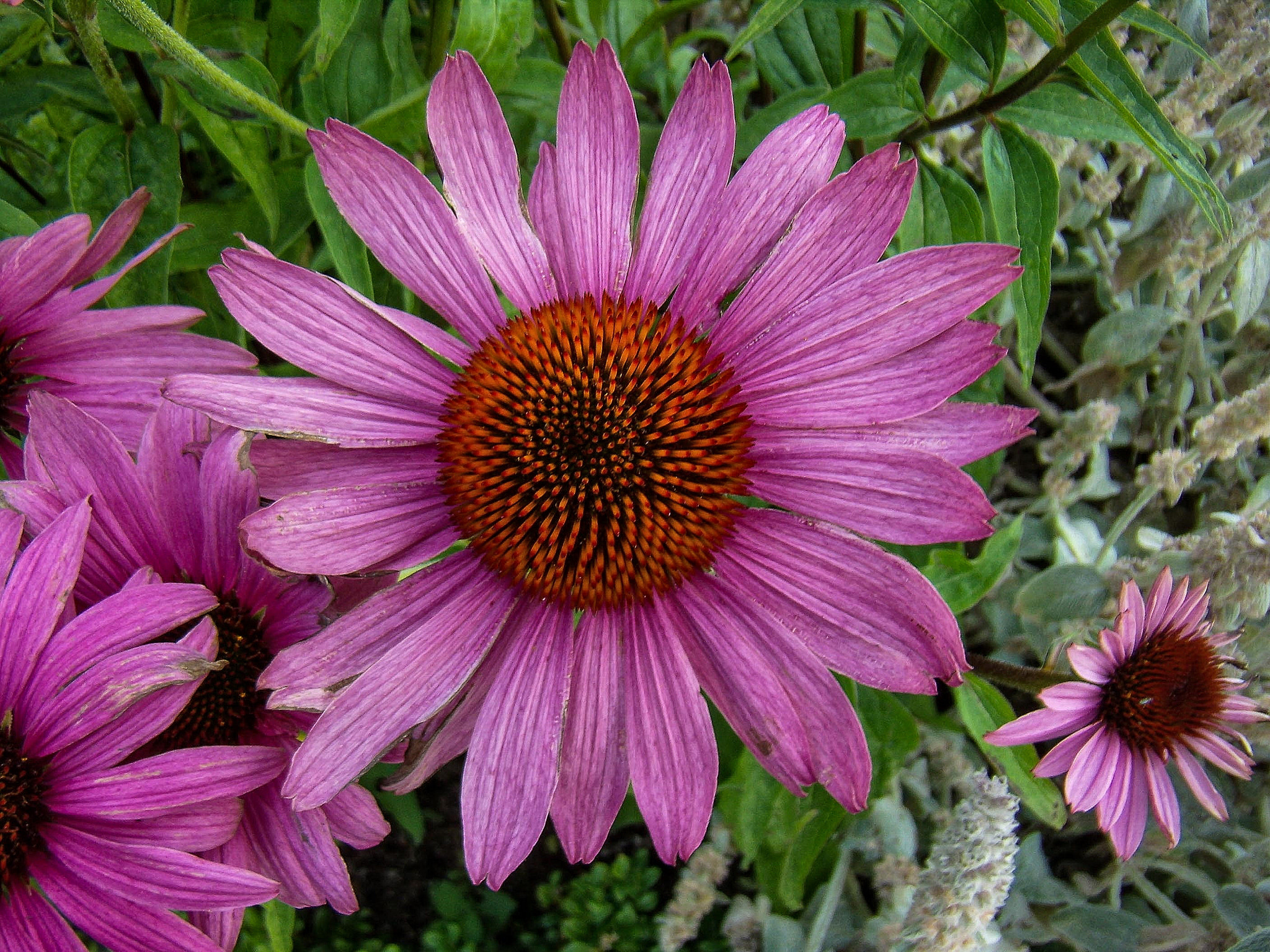 Olympus FE200 sample photo. Mariefred: flowers at gripsholm castle photography