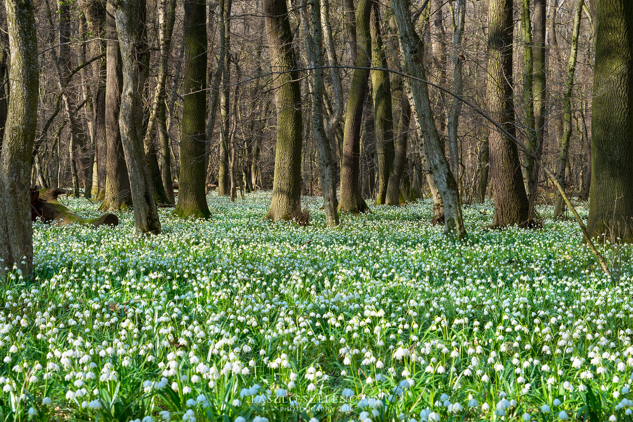 Pentax K-30 + A Series Lens sample photo. Spring snowflake field photography