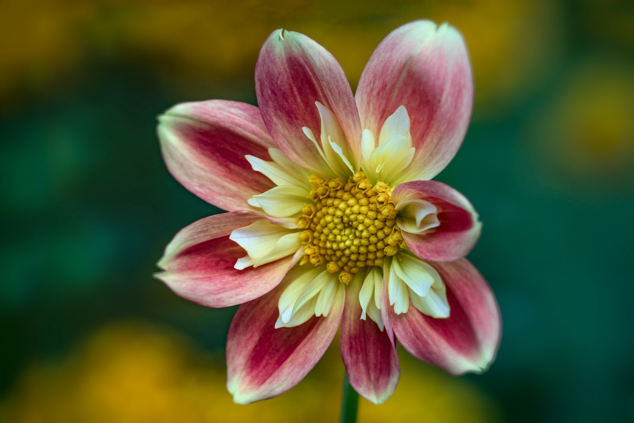 Tamron SP AF 180mm F3.5 Di LD (IF) Macro sample photo. Flowers to the world woman day photography