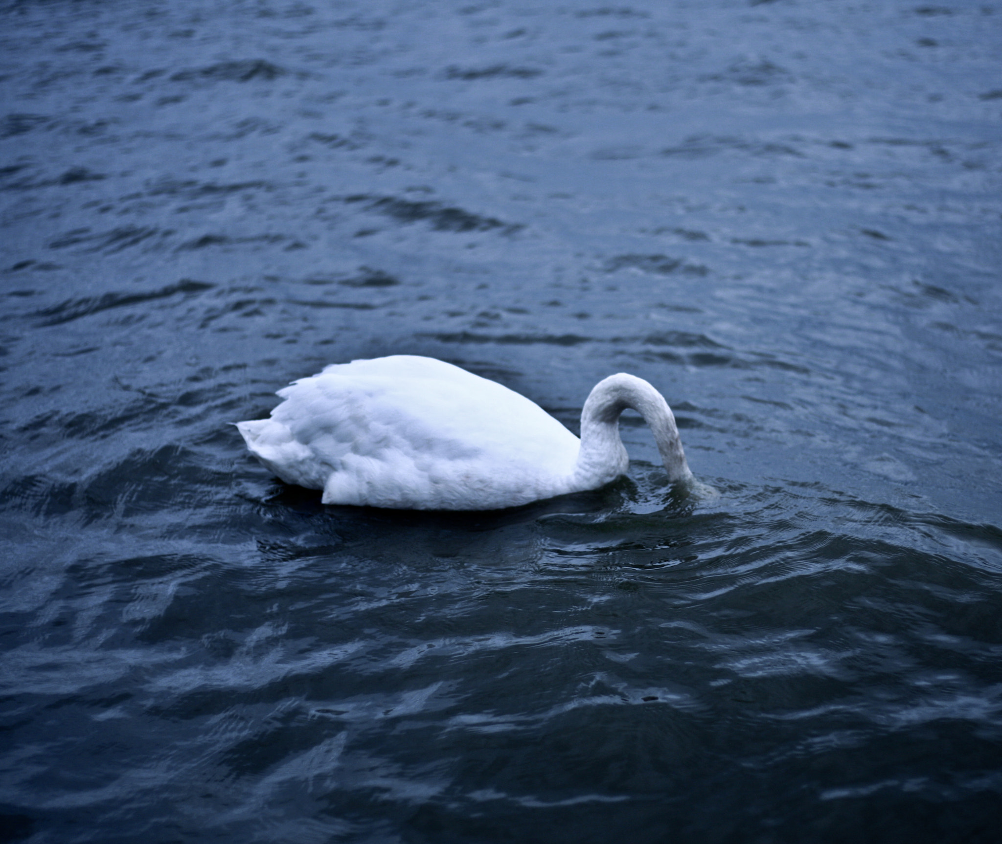 Canon EOS-1D Mark III + Canon EF 50mm F1.8 II sample photo. Swan.shame. photography