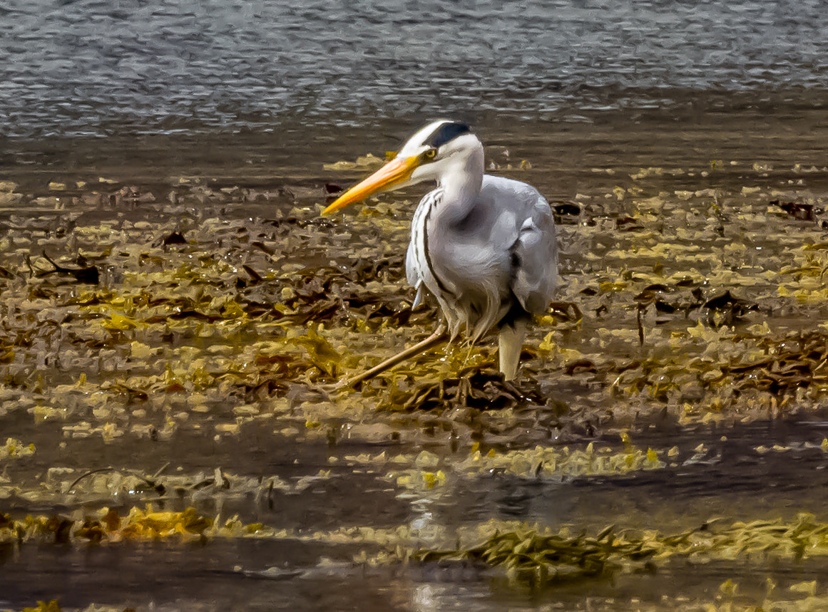 Canon EF 70-200mm F4L IS USM sample photo. "let's twist again", isle of skye, scotland photography
