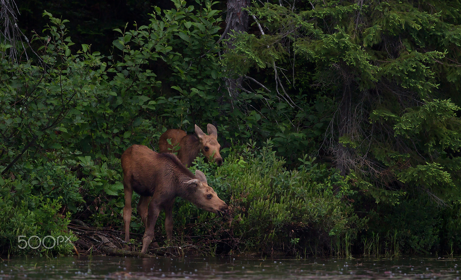 Canon EF 300mm F2.8L IS II USM sample photo. Moose calves - algonquin park photography