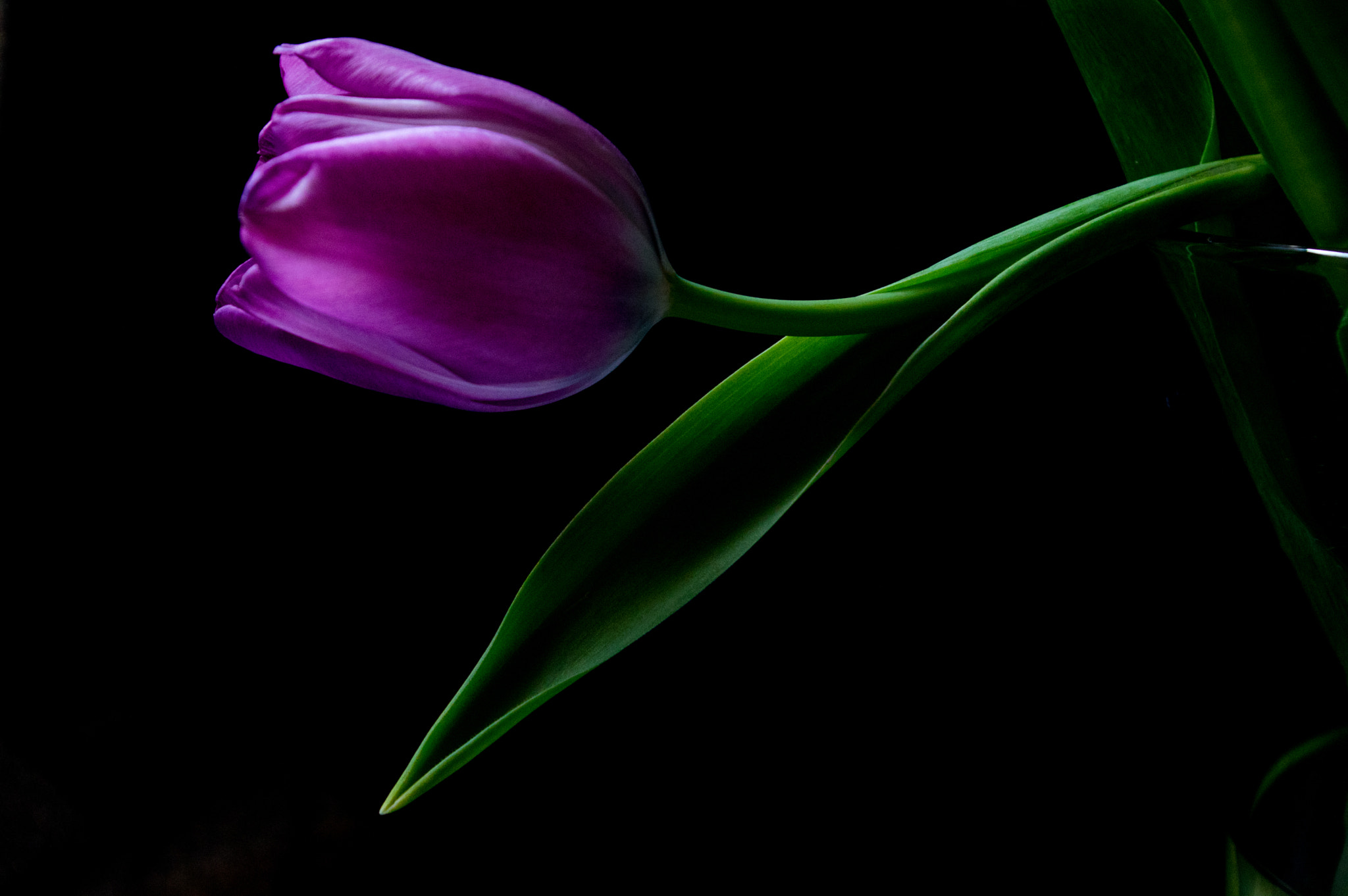 Pentax smc DA 18-55mm F3.5-5.6 AL sample photo. Purple tulip photography