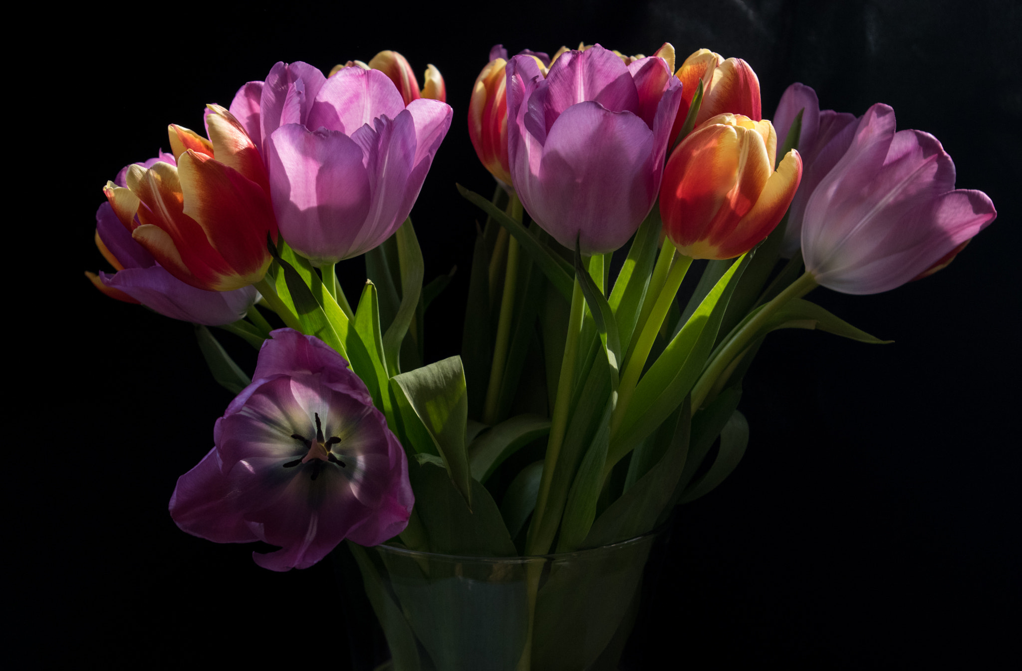 Pentax smc DA 18-55mm F3.5-5.6 AL sample photo. Happy international womens day photography