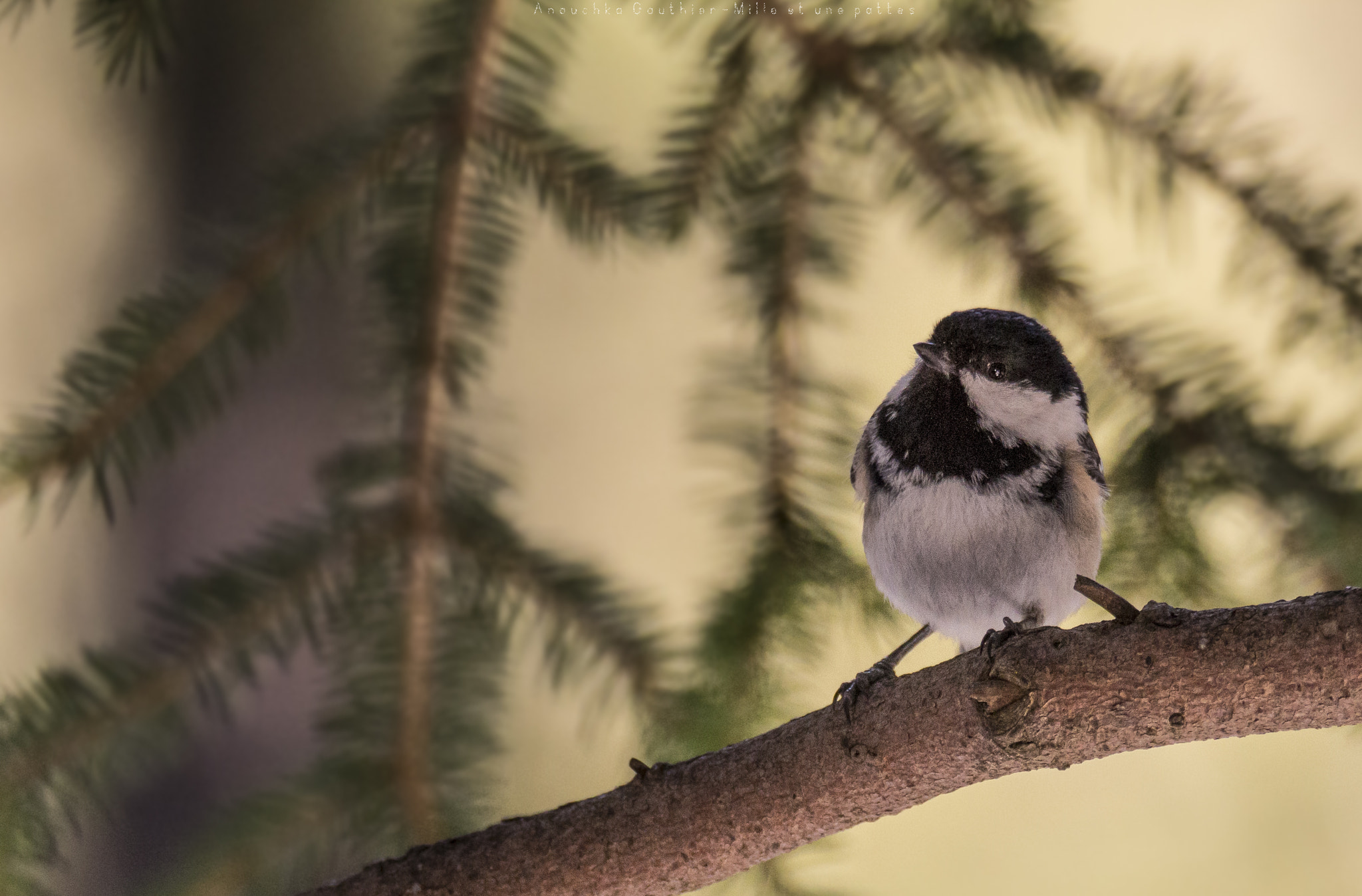 Tamron SP 150-600mm F5-6.3 Di VC USD sample photo. So little ! photography