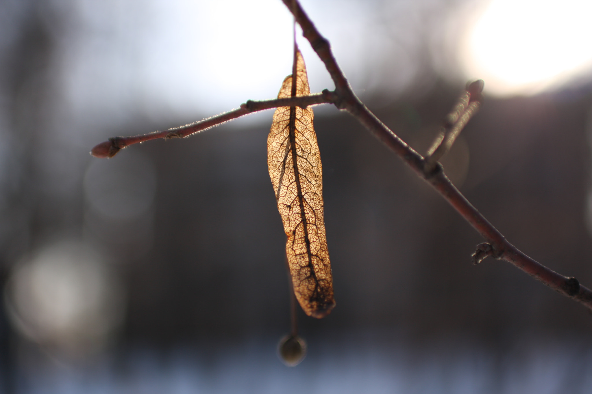 Sigma 30mm F1.4 EX DC HSM sample photo. Leaf photography