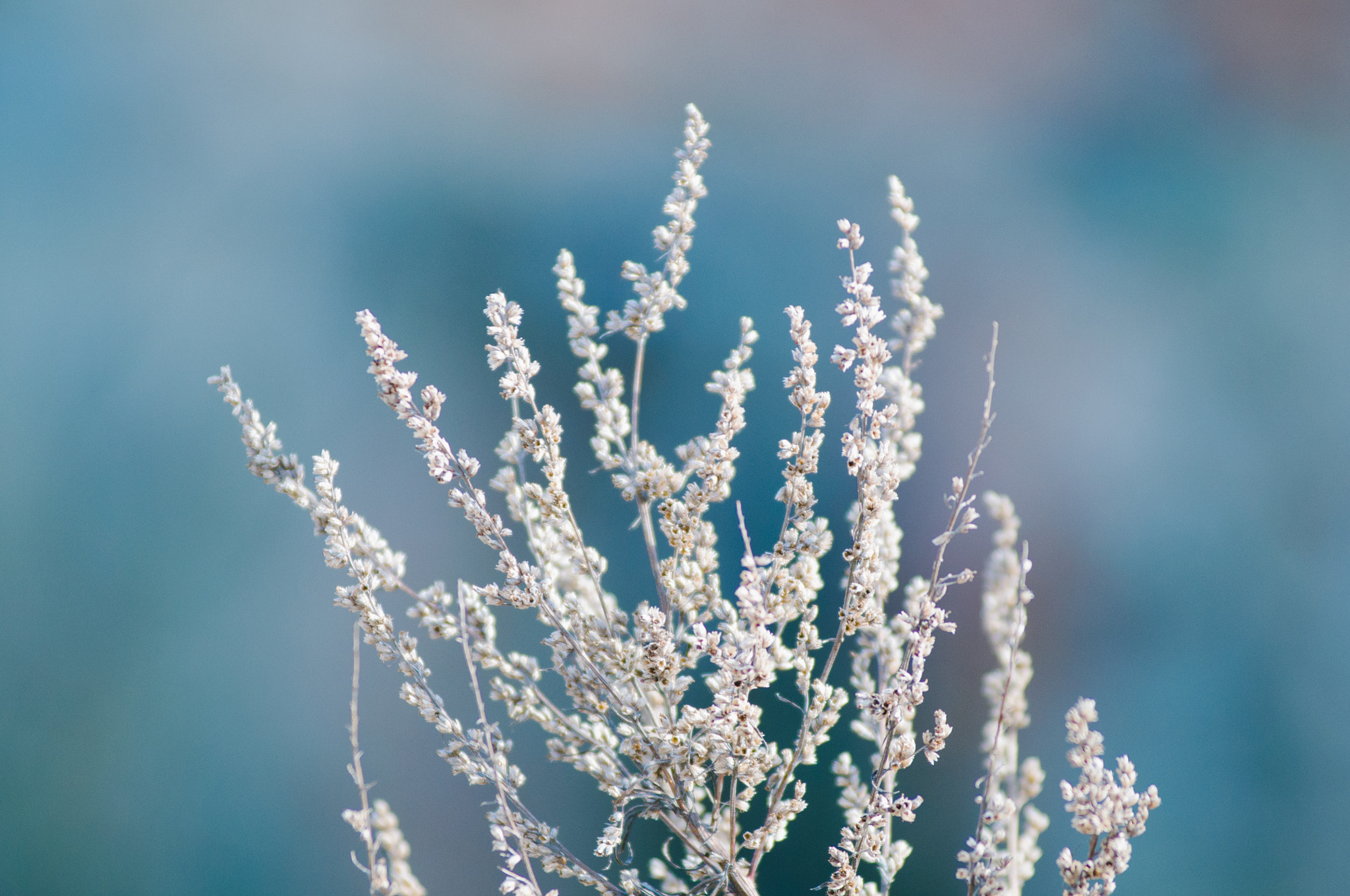 AF Zoom-Nikkor 80-200mm f/2.8 ED sample photo. Spring photography