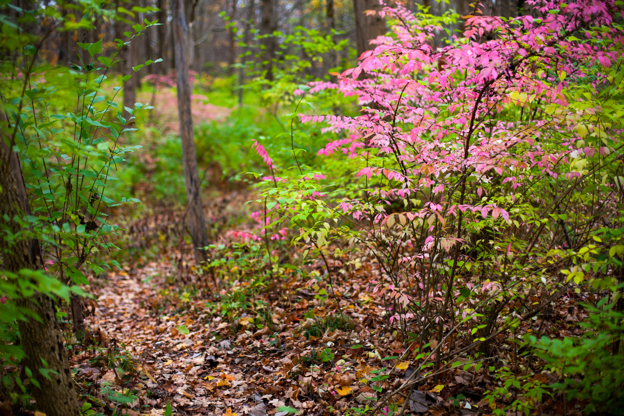 Canon EOS-1Ds Mark III sample photo. Nature path photography
