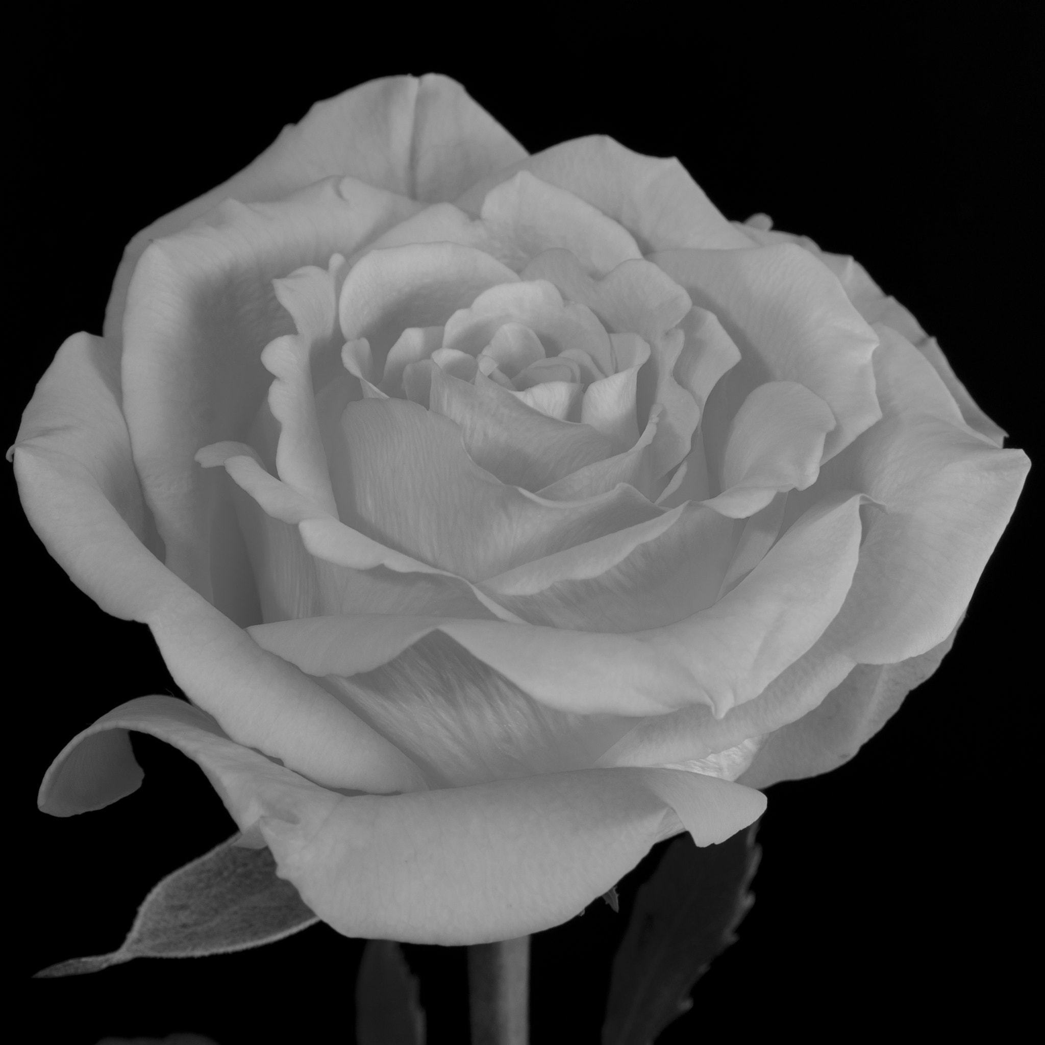 AF Zoom-Nikkor 28-105mm f/3.5-4.5D IF sample photo. Yellow rose photography