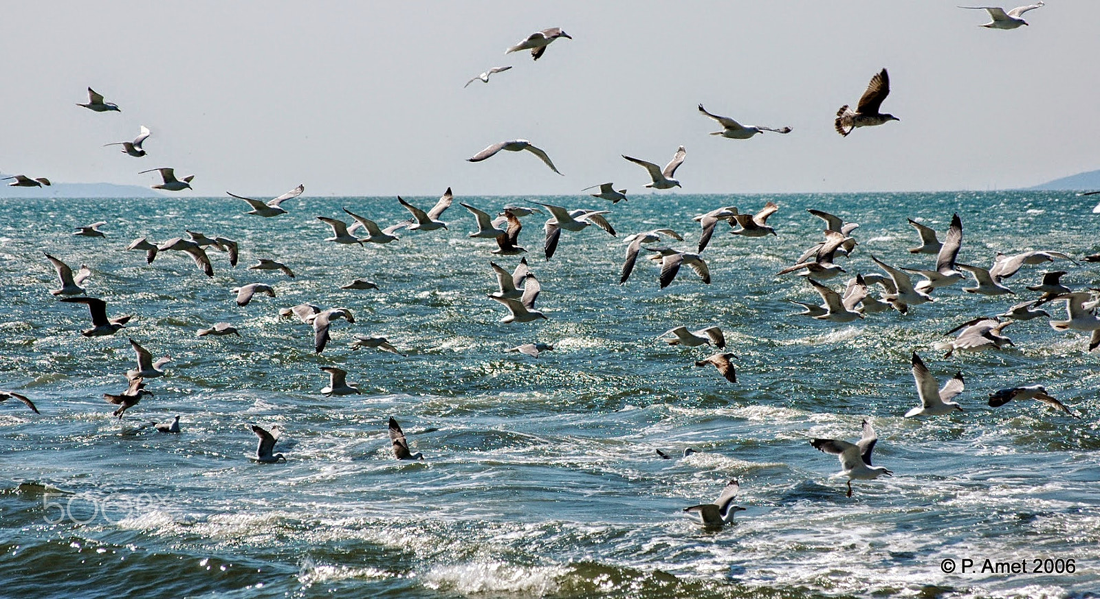 Nikon D70 + Sigma 55-200mm F4-5.6 DC sample photo. Les oiseaux photography