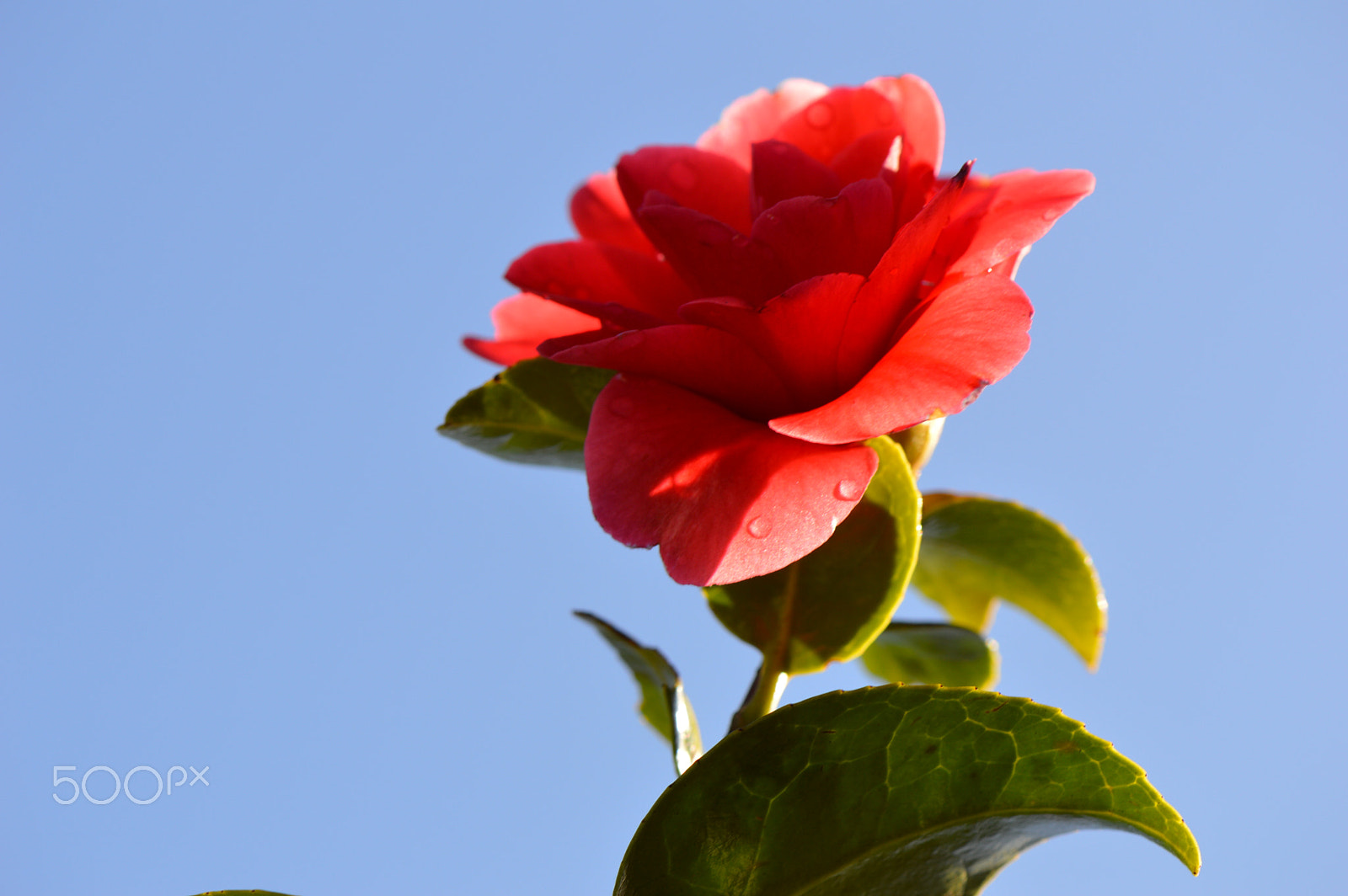 Nikon AF-S DX Micro-Nikkor 85mm F3.5G ED VR sample photo. Love at first sight photography