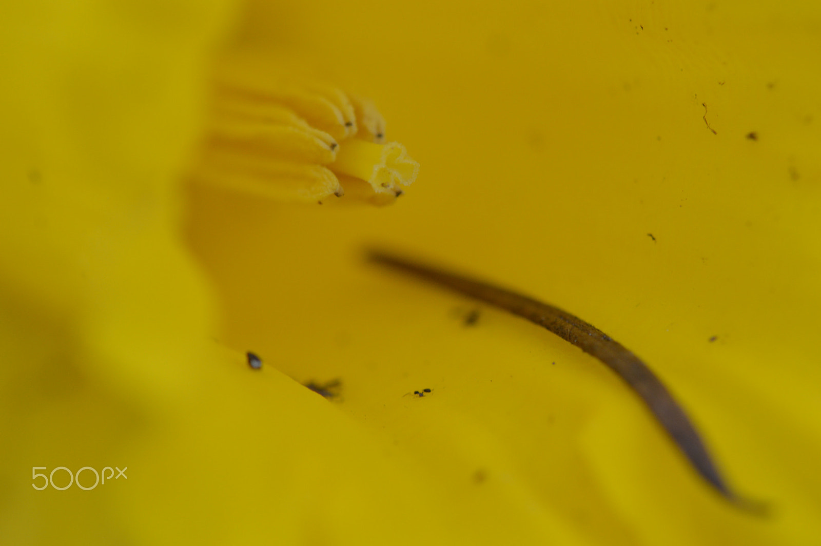 Nikon AF-S DX Micro-Nikkor 85mm F3.5G ED VR sample photo. Beginning of life photography