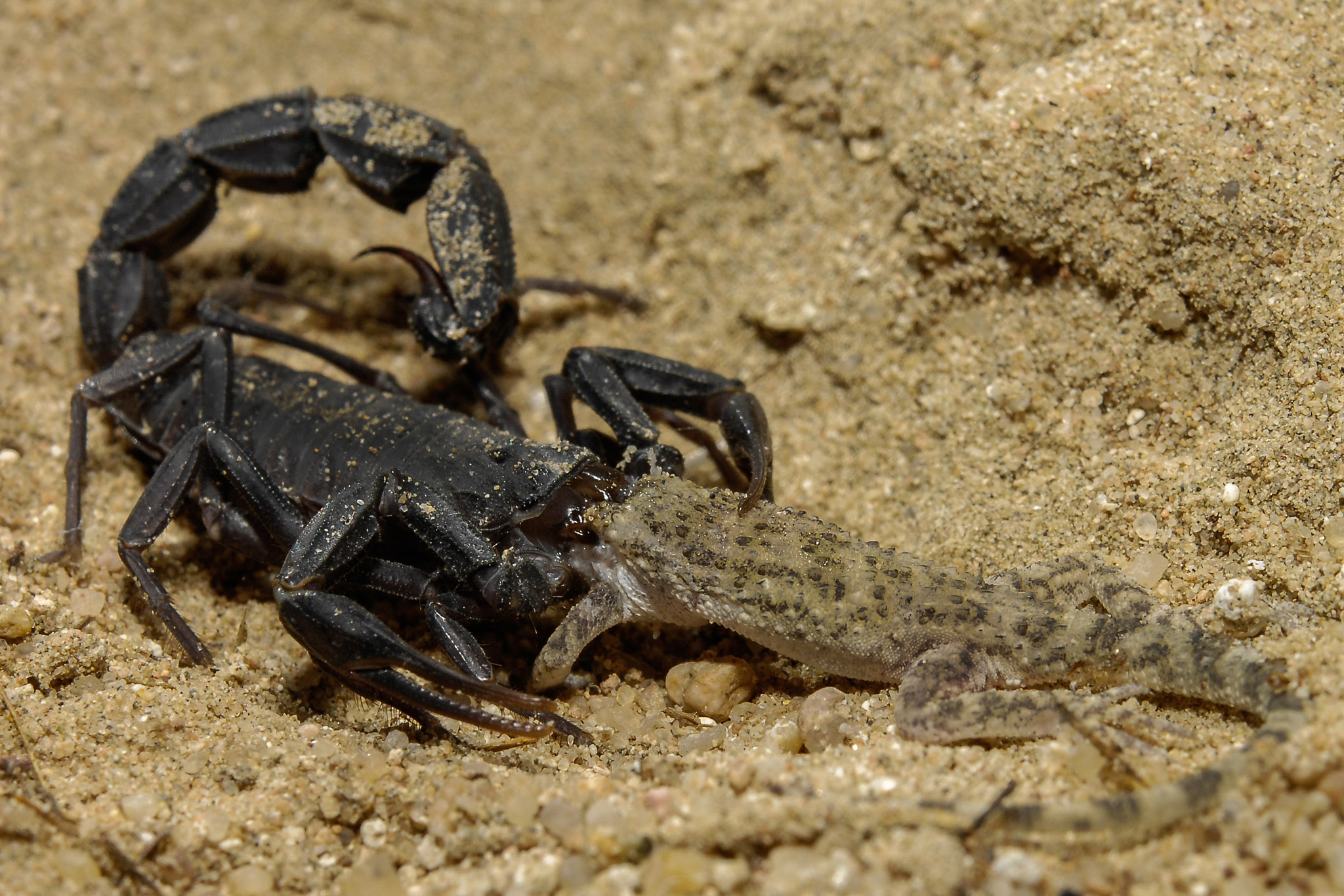 Nikon D2Xs sample photo. Hungry scorpion. photography
