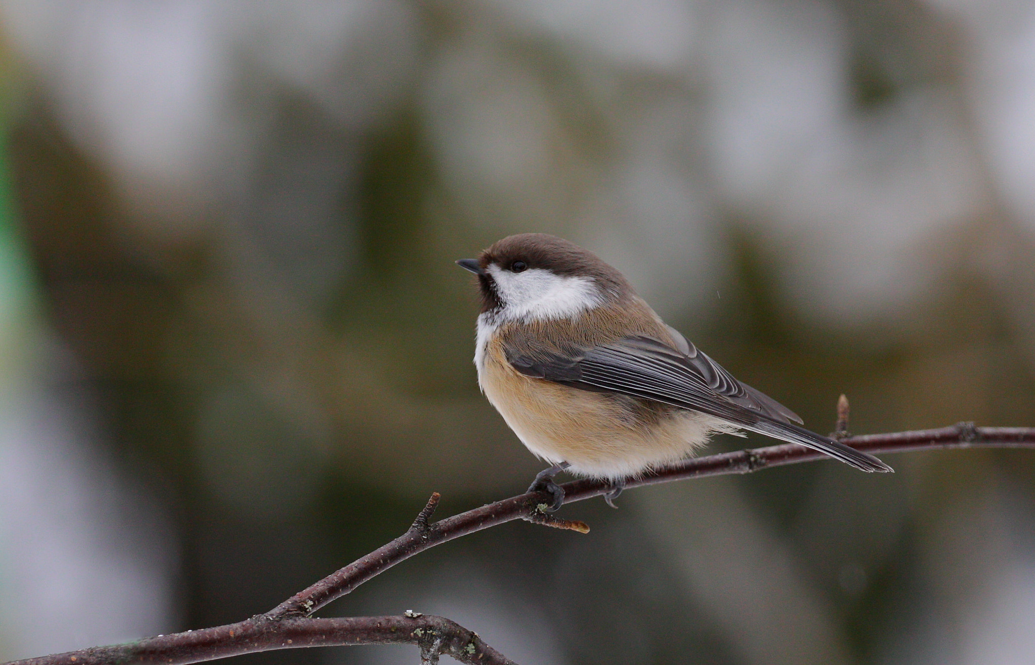 Canon EOS 50D + Canon EF 100-400mm F4.5-5.6L IS II USM sample photo. Siberian tit photography