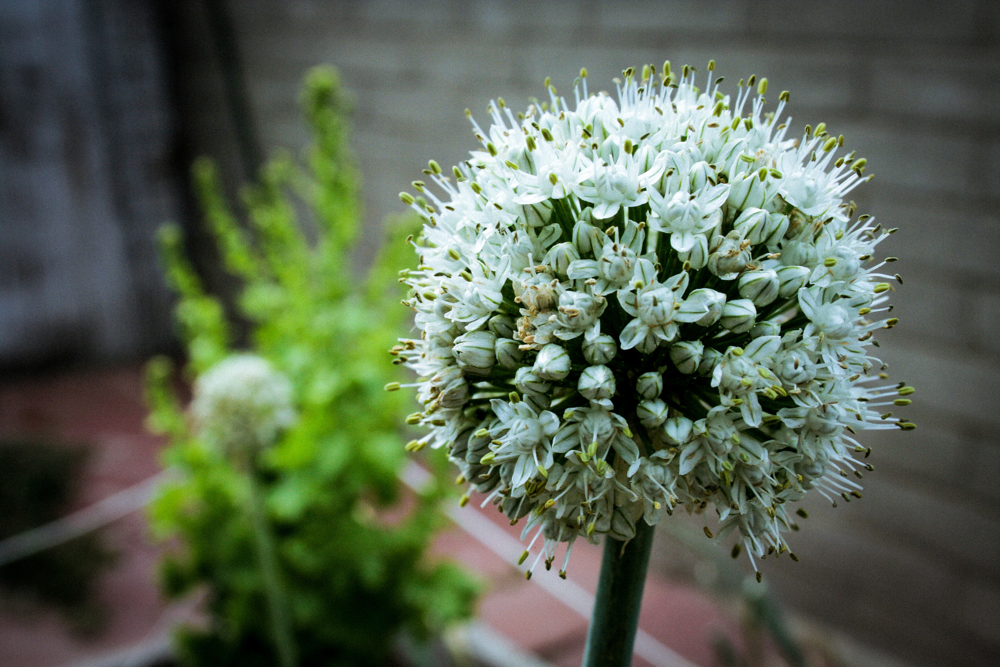 Canon EF 28-70mm f/3.5-4.5 sample photo. Flower (from an out of control onion) photography