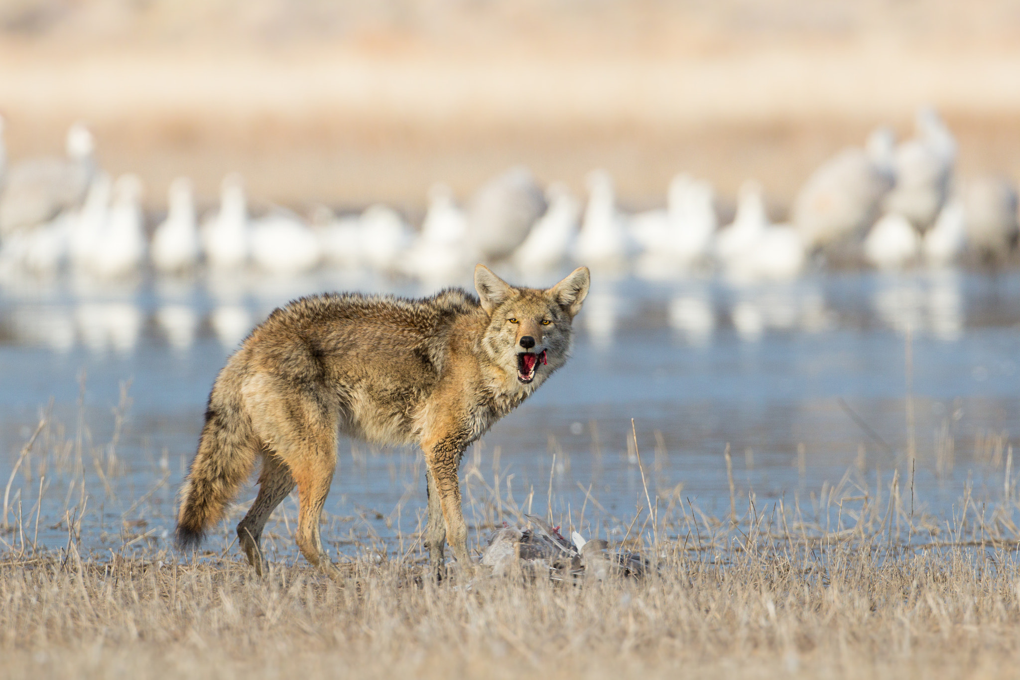 Canon EOS 600D (Rebel EOS T3i / EOS Kiss X5) + Canon EF 500mm F4L IS USM sample photo. Hungry coyote photography