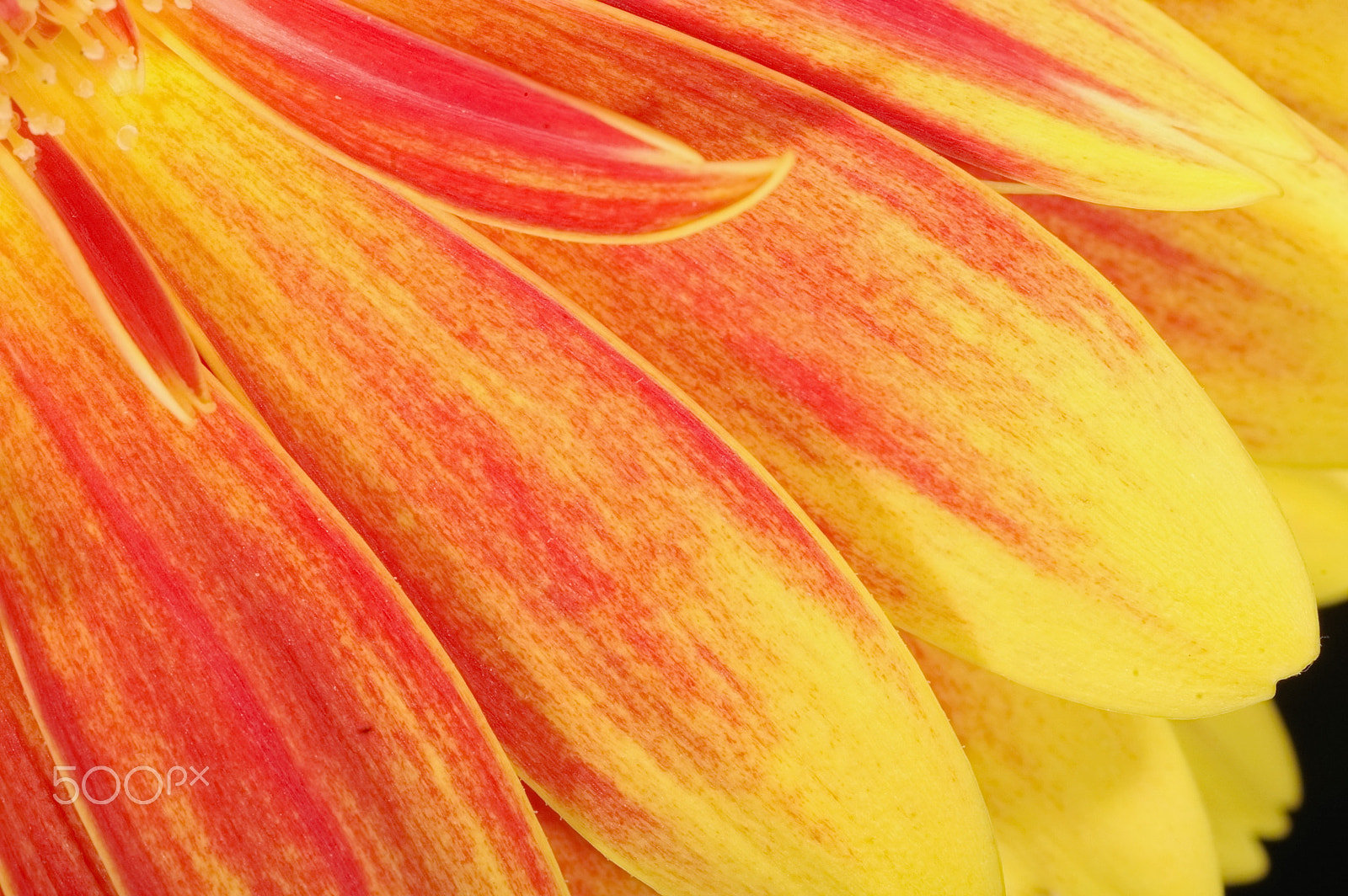 Pentax K100D Super sample photo. Gerbera photography