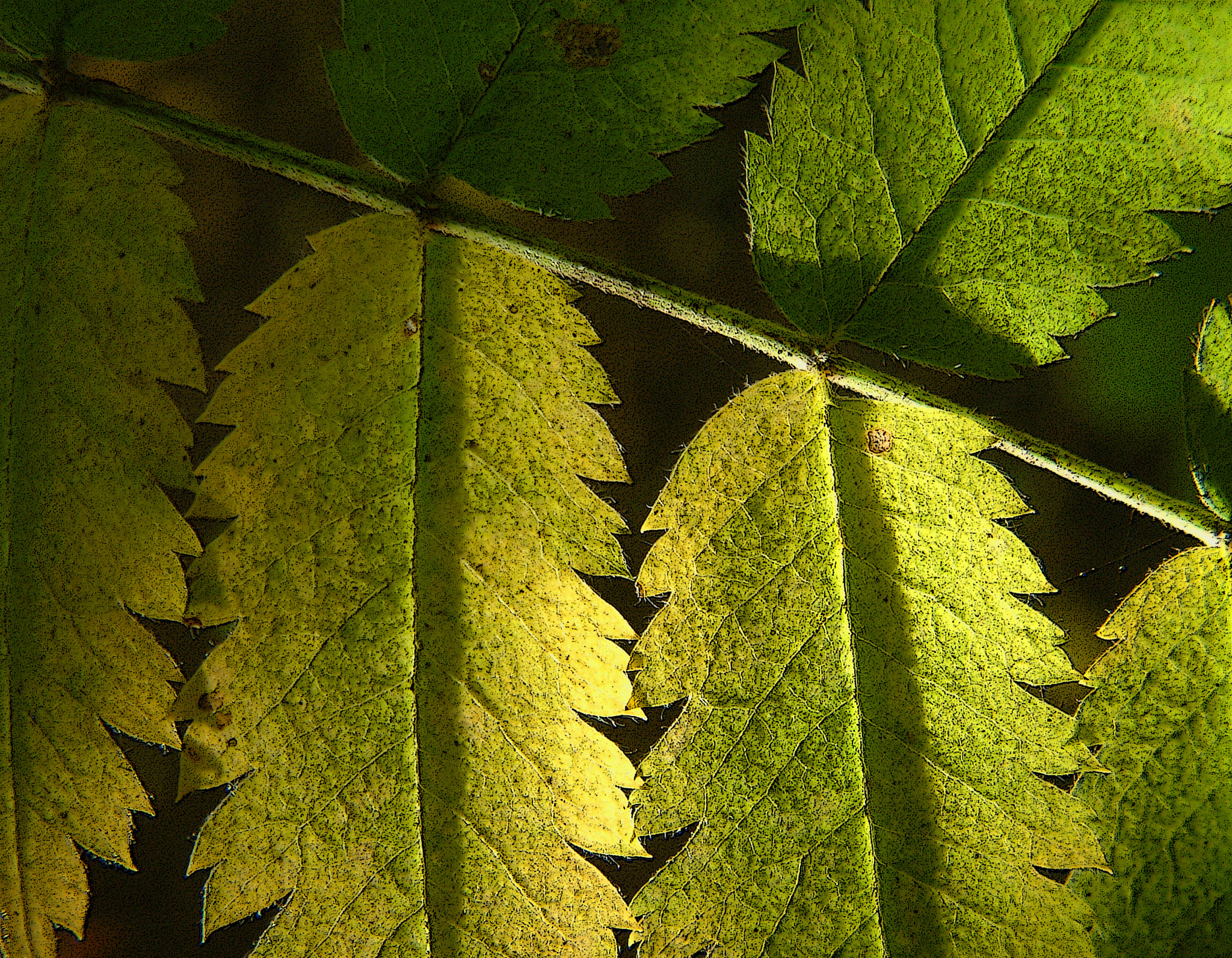 Fujifilm FinePix S602 ZOOM sample photo. Fern leaf photography