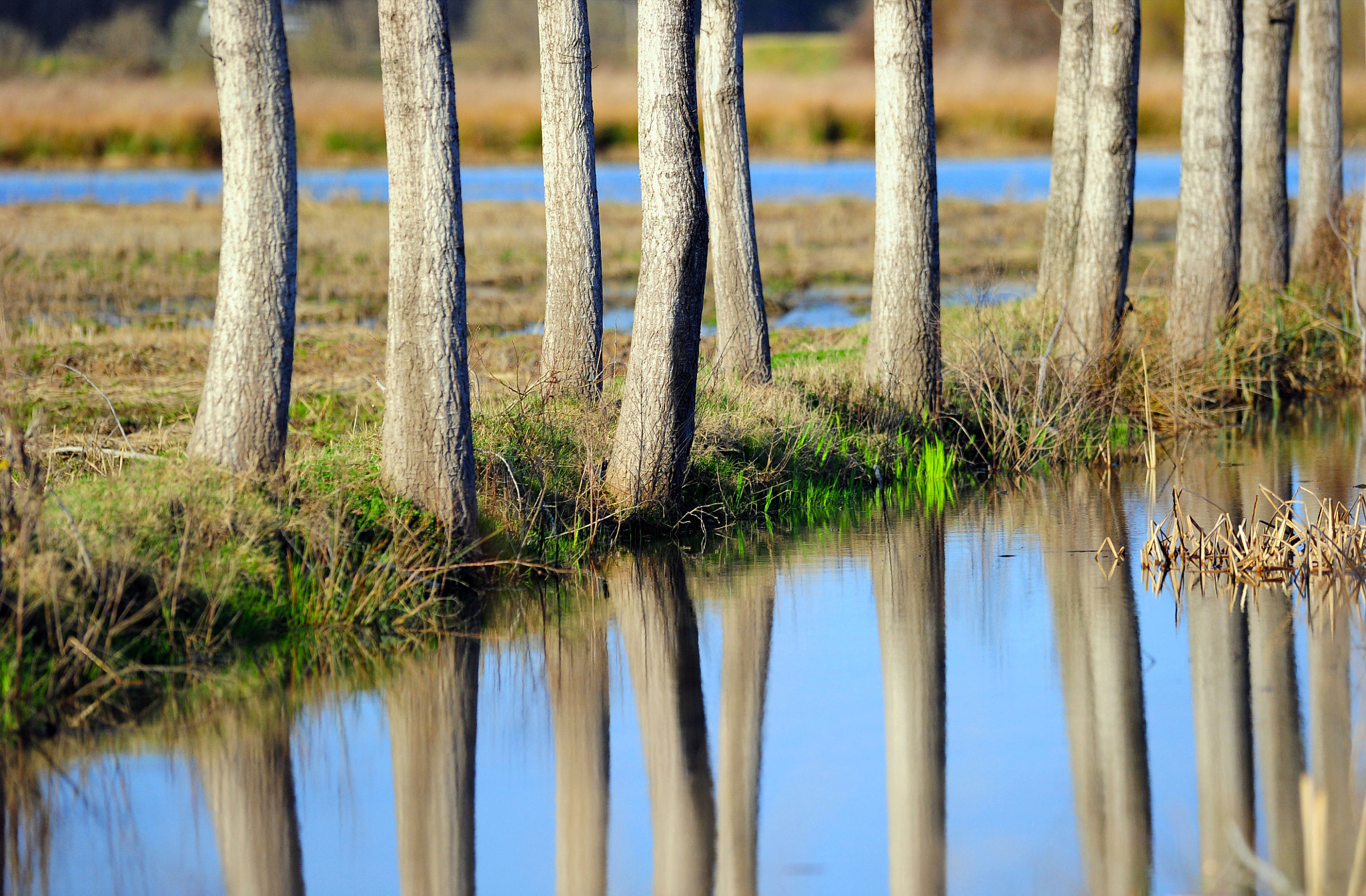 Nikon AF-S Nikkor 300mm F2.8G ED VR II sample photo. Green's going to win soon photography