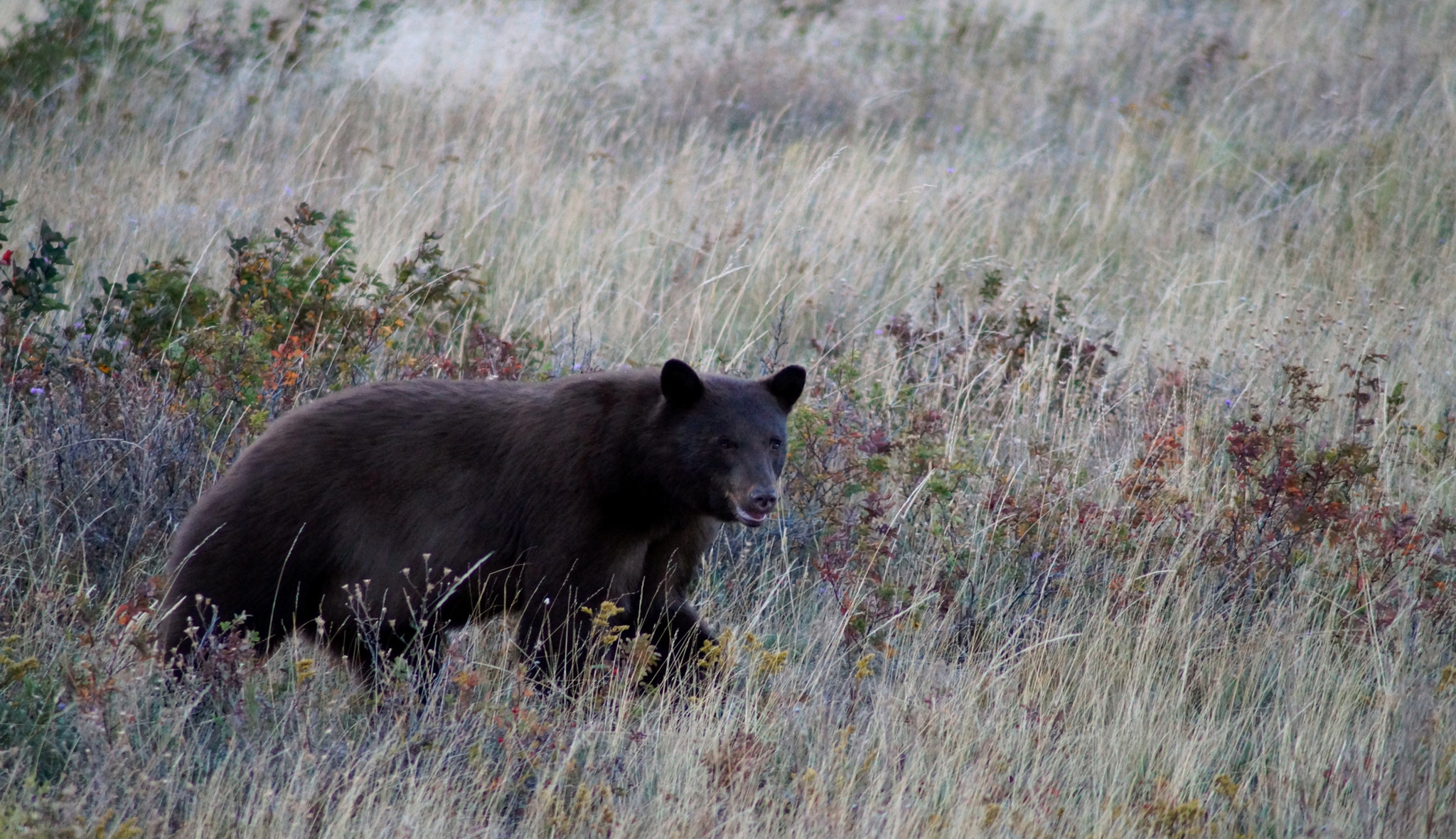 Sony SLT-A58 sample photo. Meandering bear photography