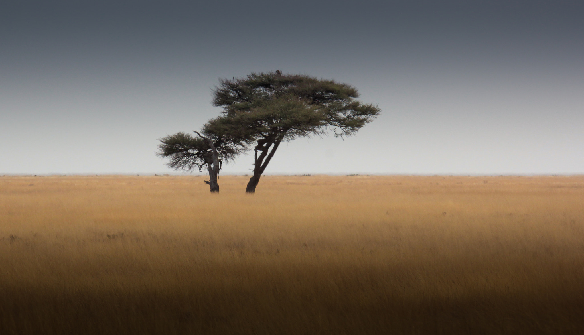 Canon EF 100-400mm F4.5-5.6L IS USM sample photo. Acacia photography
