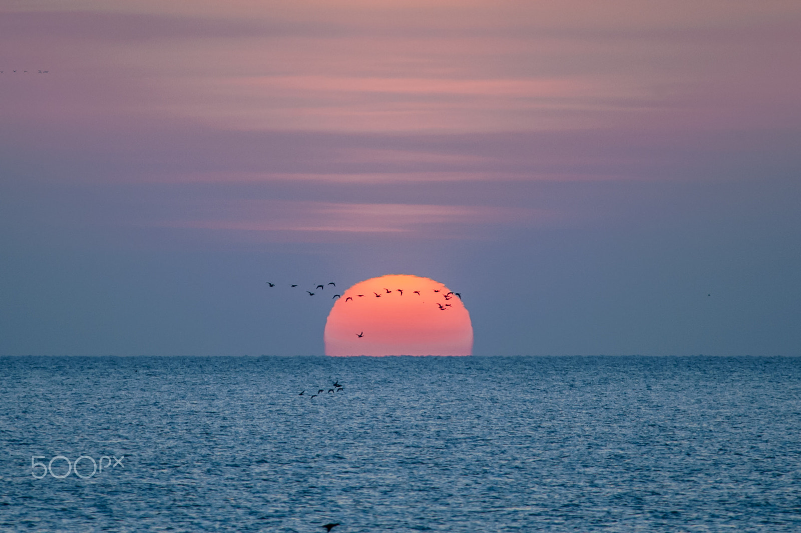 Nikon D700 + Nikon AF-S Nikkor 300mm F4D ED-IF sample photo. From notsuke peninsula photography