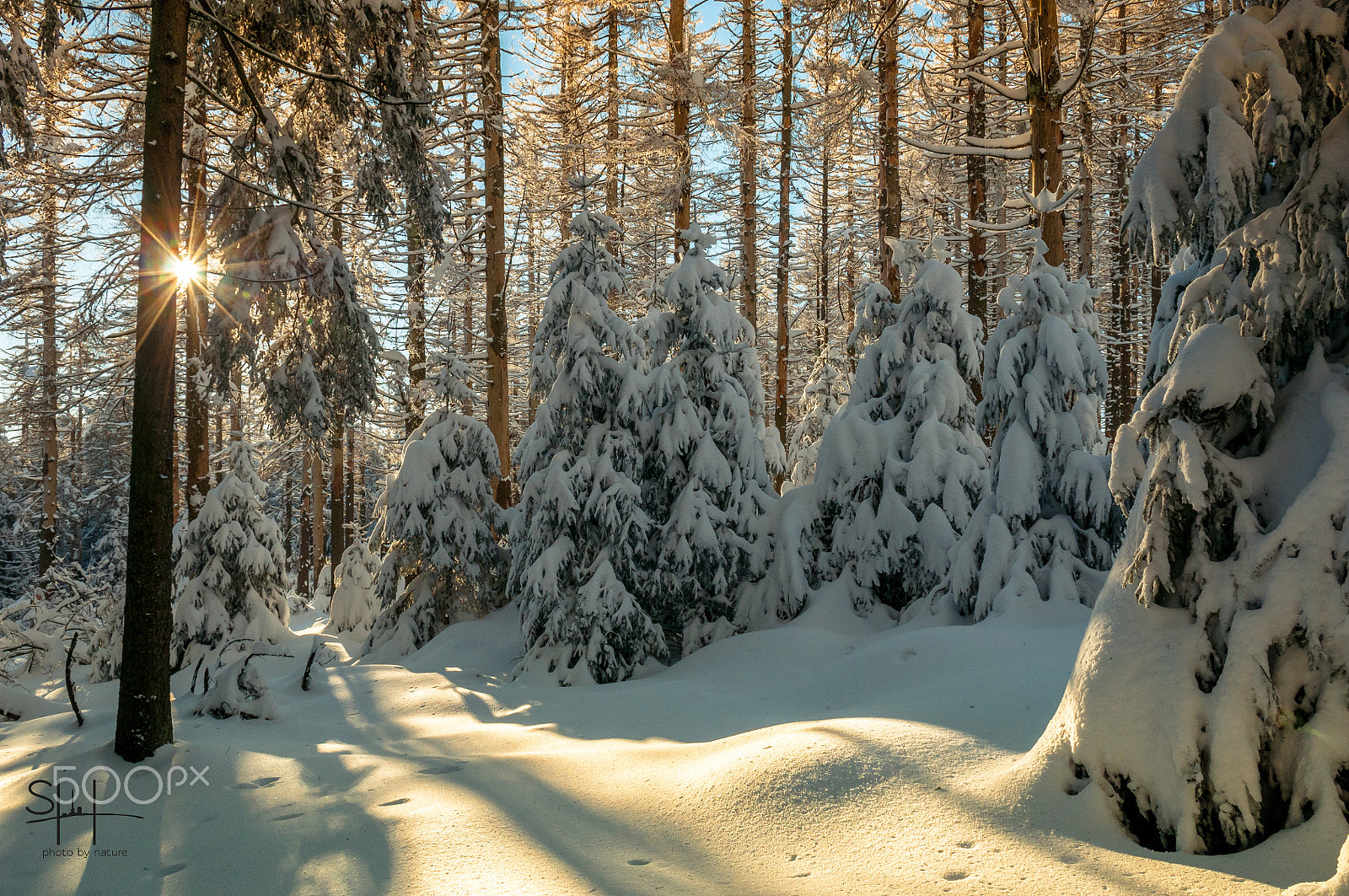 Nikon D300 + Sigma 18-50mm F2.8-4.5 DC OS HSM sample photo. Schneewald photography