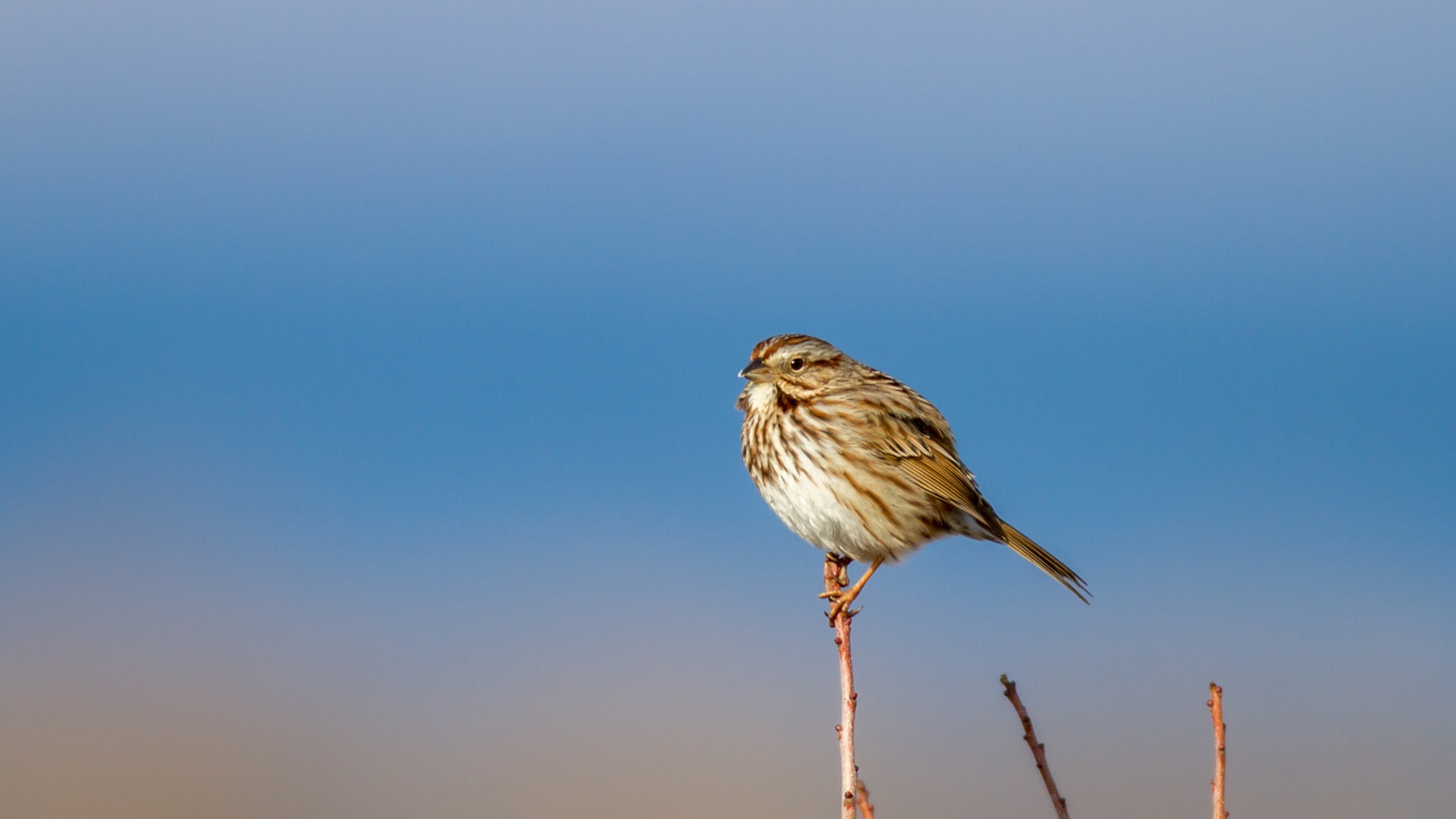 Canon EOS 7D + Canon EF 600mm f/4L IS sample photo. Song sparrow photography
