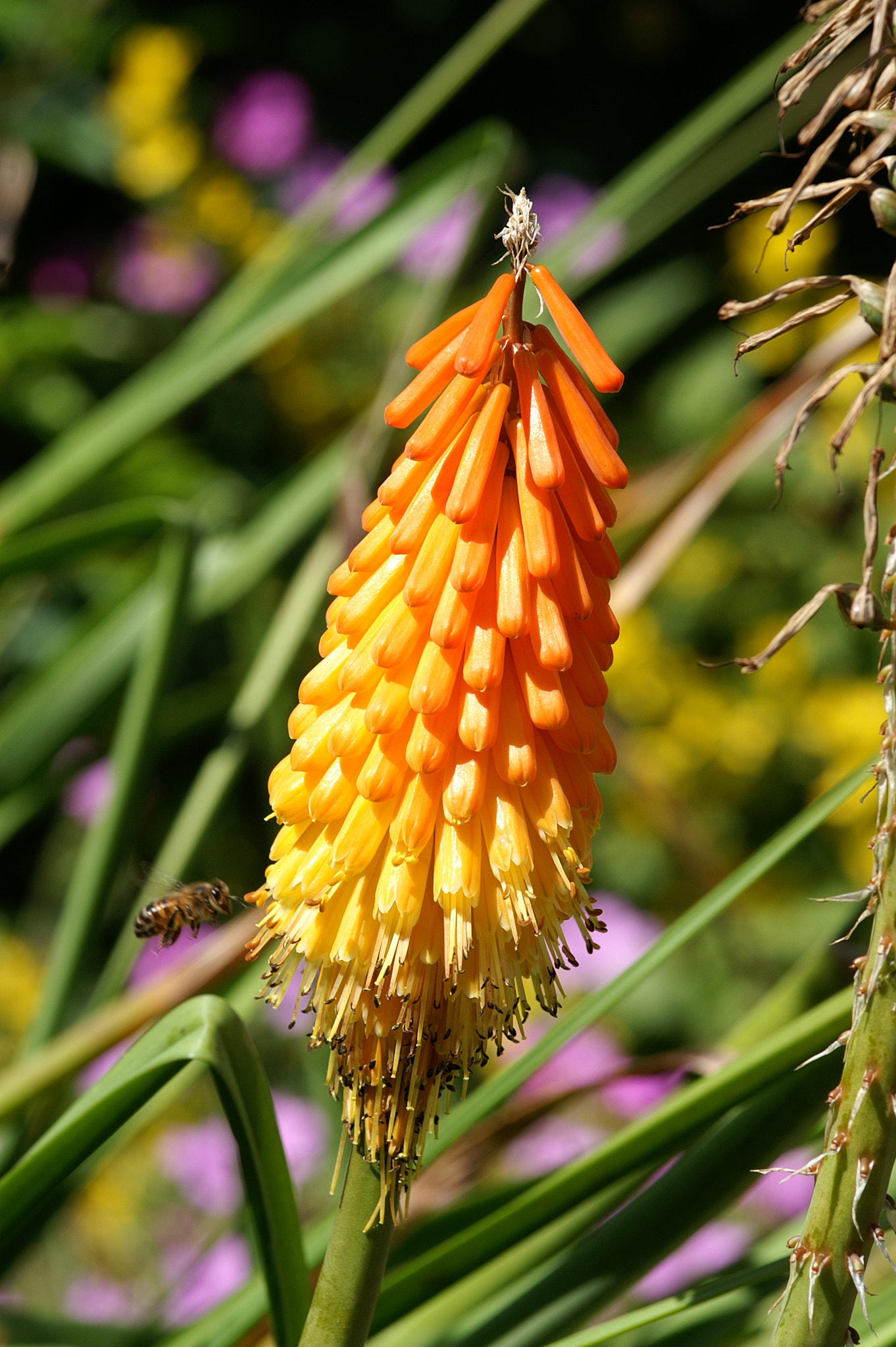 KONICA MINOLTA DYNAX 7D + Sigma AF 105mm F2.8 EX [DG] Macro sample photo. Tritome (kniphofia uvaria) photography