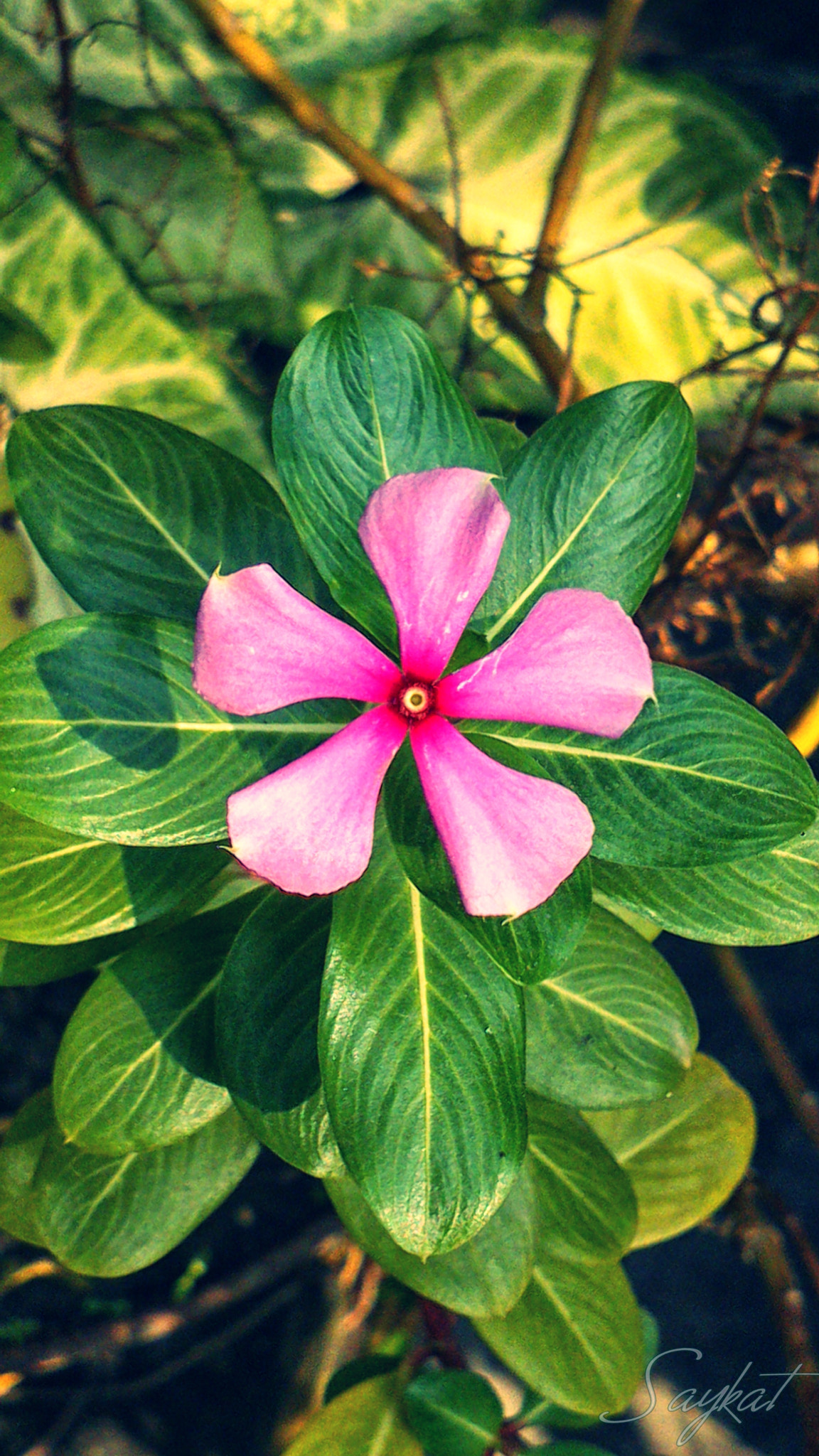 Sony Xperia P sample photo. Copy photography