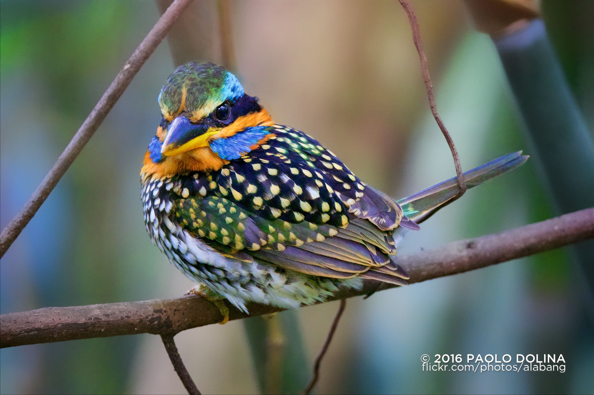 Canon EF 800mm F5.6L IS USM sample photo. Spotted wood kingfisher (actenoides lindsayi) photography