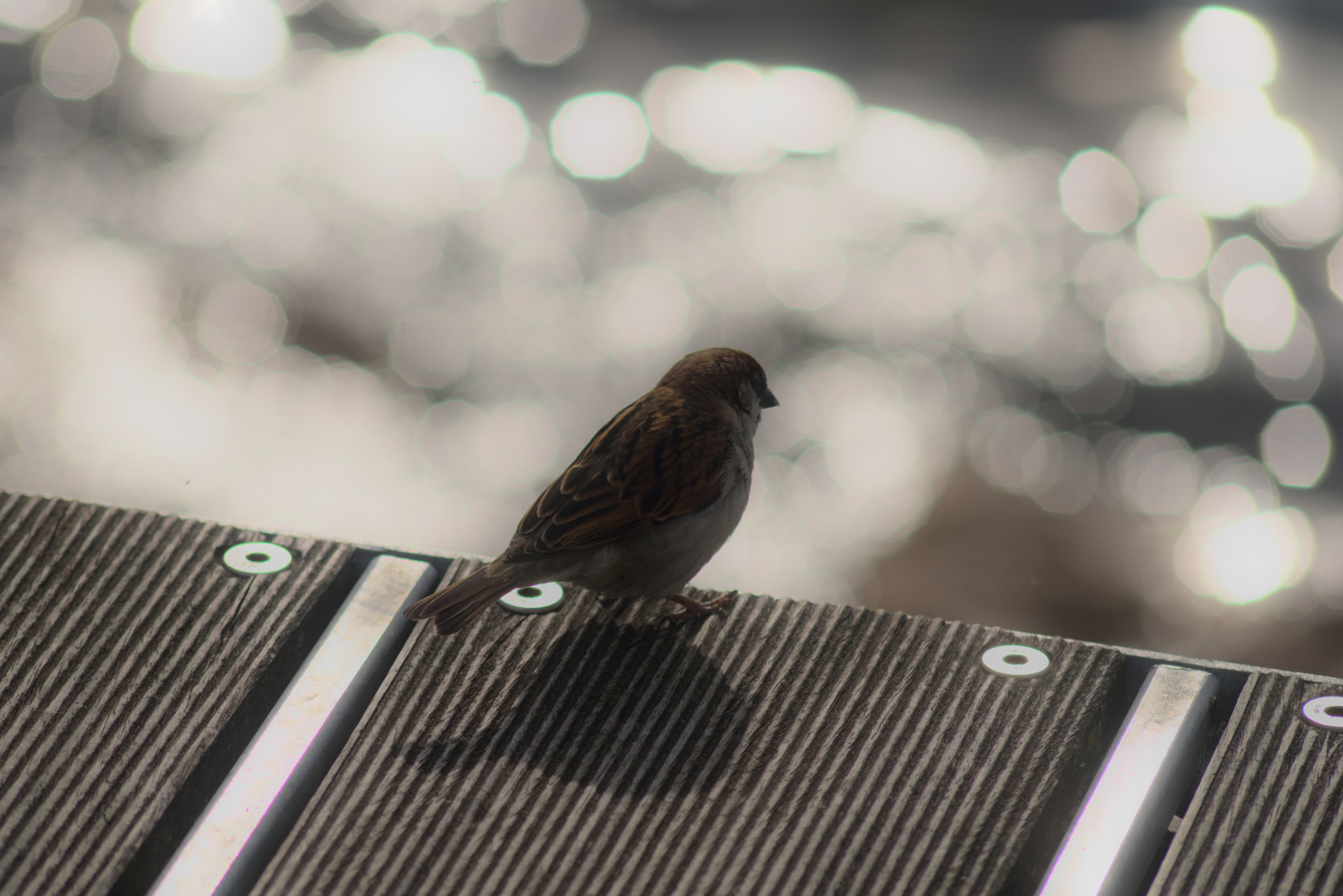 AF Zoom-Nikkor 75-300mm f/4.5-5.6 sample photo. Bardolino photography