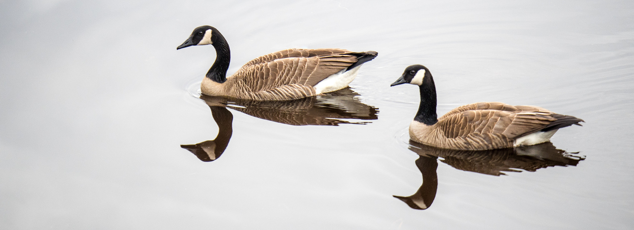 Panasonic Lumix G X Vario 35-100mm F2.8 OIS sample photo. Canadian geese photography