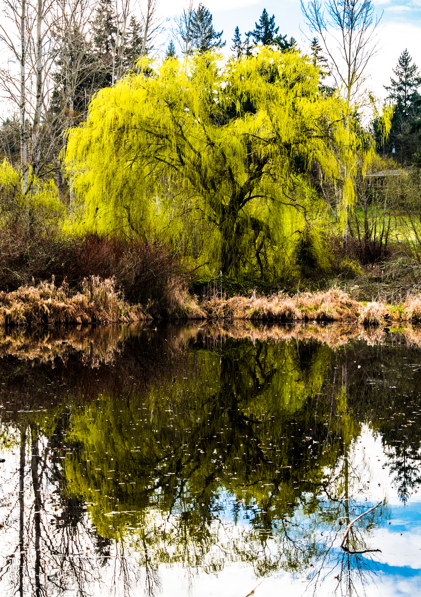 Panasonic Lumix G X Vario 35-100mm F2.8 OIS sample photo. Willow photography