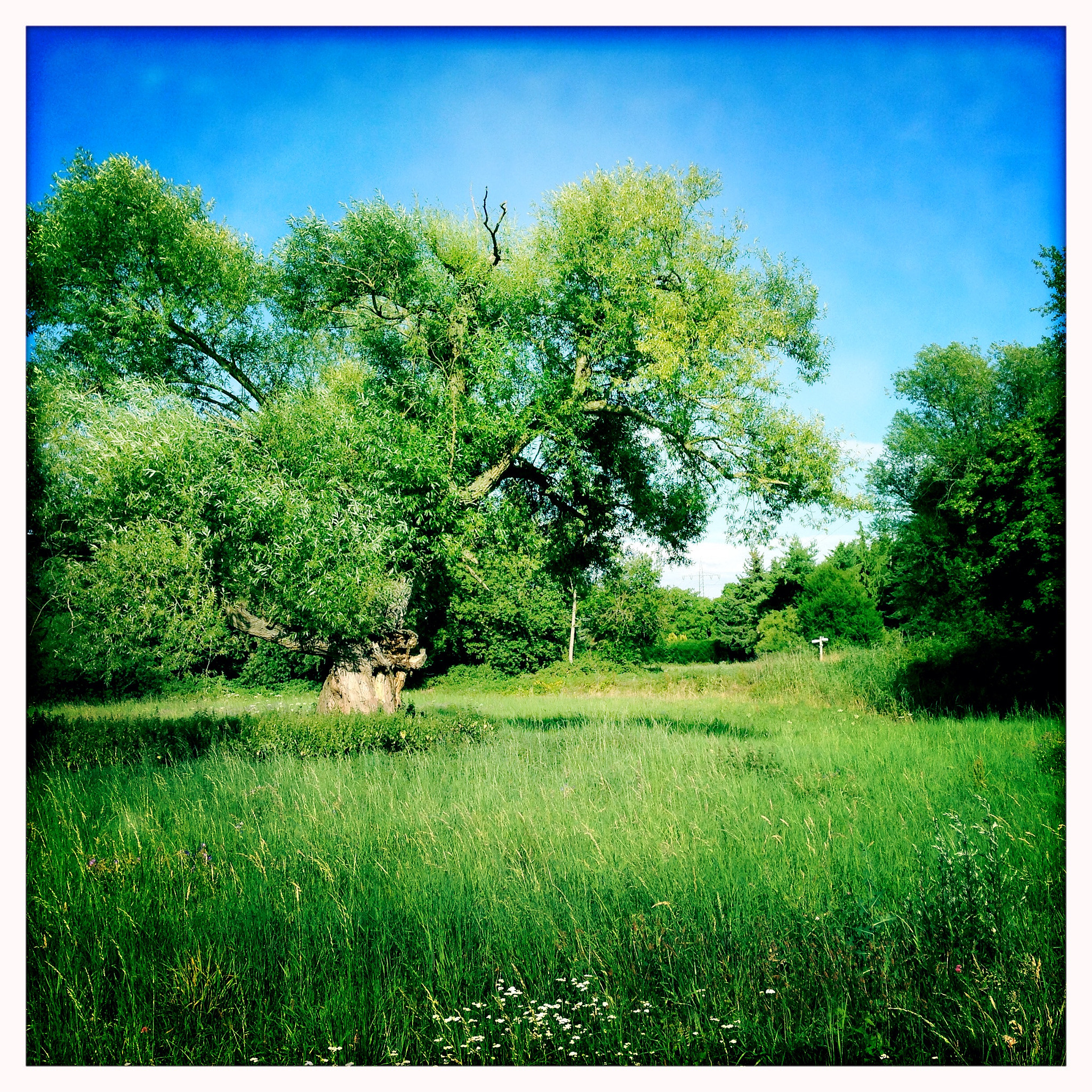 Hipstamatic 276 sample photo