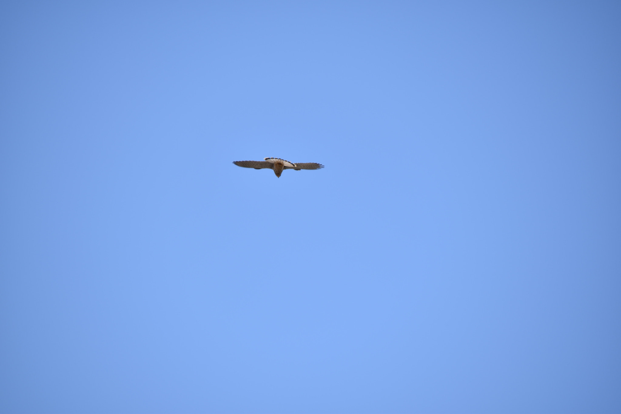 Sigma 18-250mm F3.5-6.3 DC Macro OS HSM sample photo. Bird in sky photography