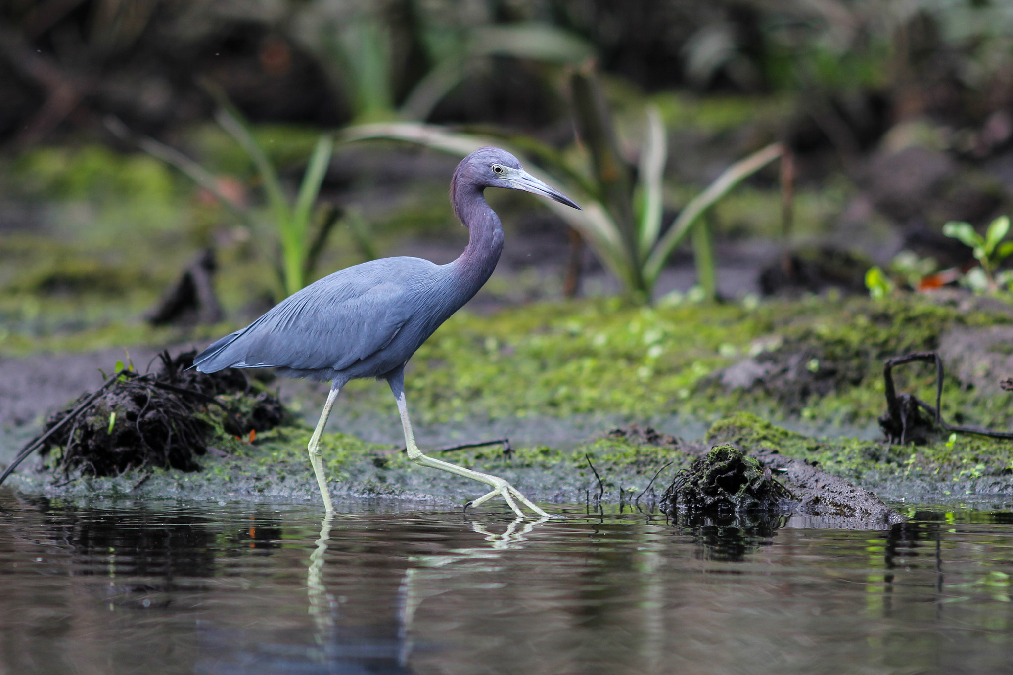 Canon EOS 60D + Canon EF 200mm F2.8L II USM sample photo. A little blue photography