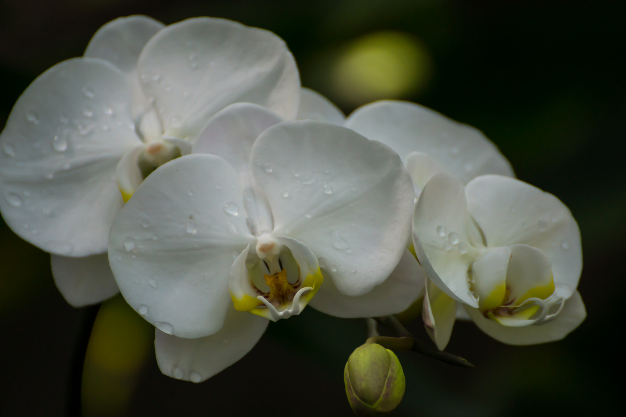 Tamron SP 70-300mm F4-5.6 Di USD sample photo. Spring almost here photography