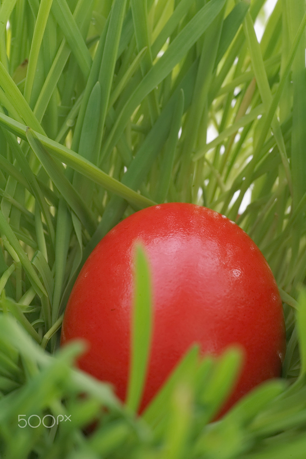 Canon EOS 5D + Tamron SP AF 90mm F2.8 Di Macro sample photo. Easter egg photography