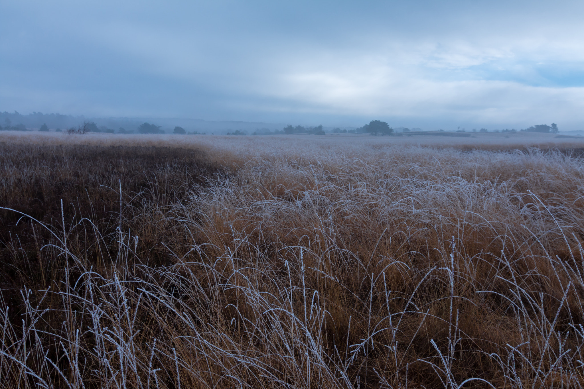 Tokina AT-X Pro 12-24mm F4 (IF) DX sample photo. Icy morning photography