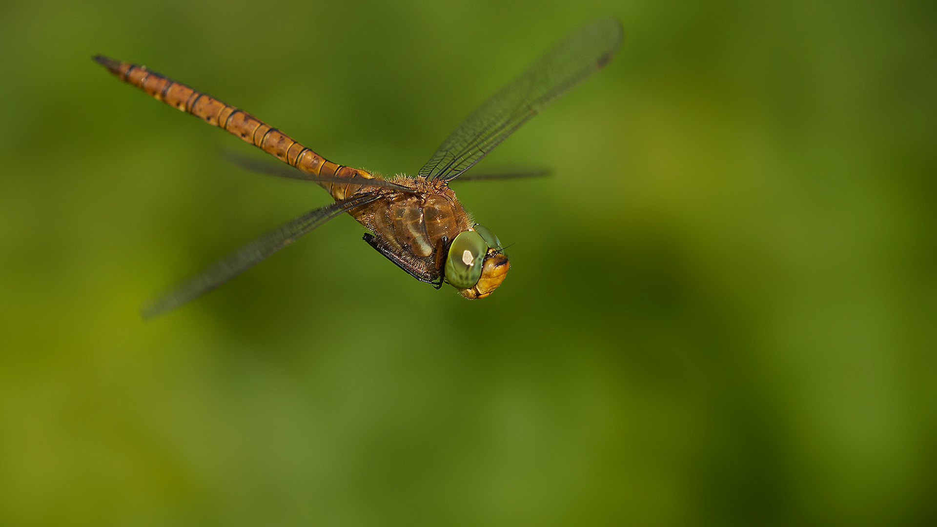 Sony ILCA-77M2 + 105mm F2.8 sample photo. Dragonflight photography