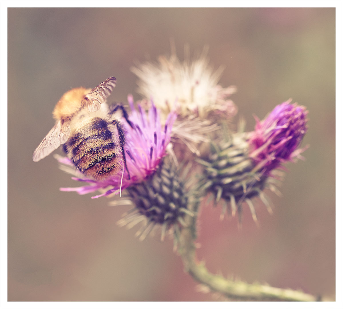 Sony ILCA-77M2 + 105mm F2.8 sample photo. Bumble-bee photography