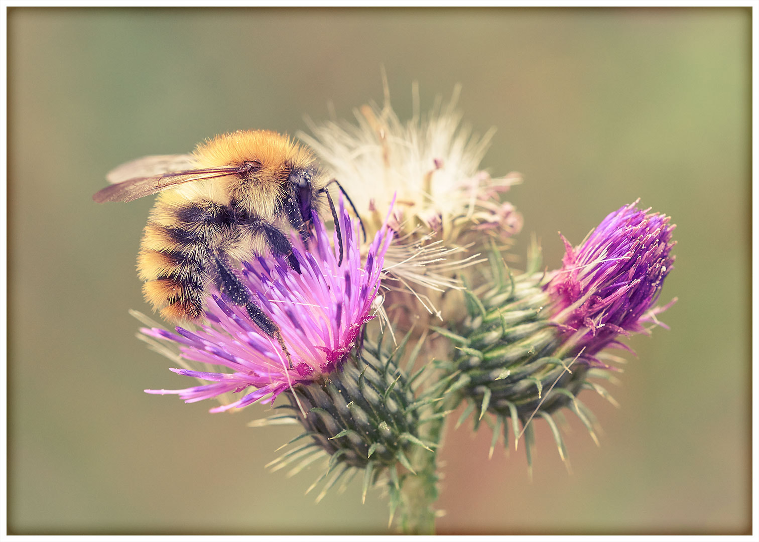 Sony ILCA-77M2 + 105mm F2.8 sample photo. Bumble-bee photography